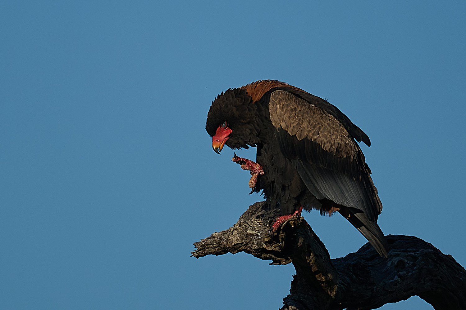 GAUKLER – BATELEUR
