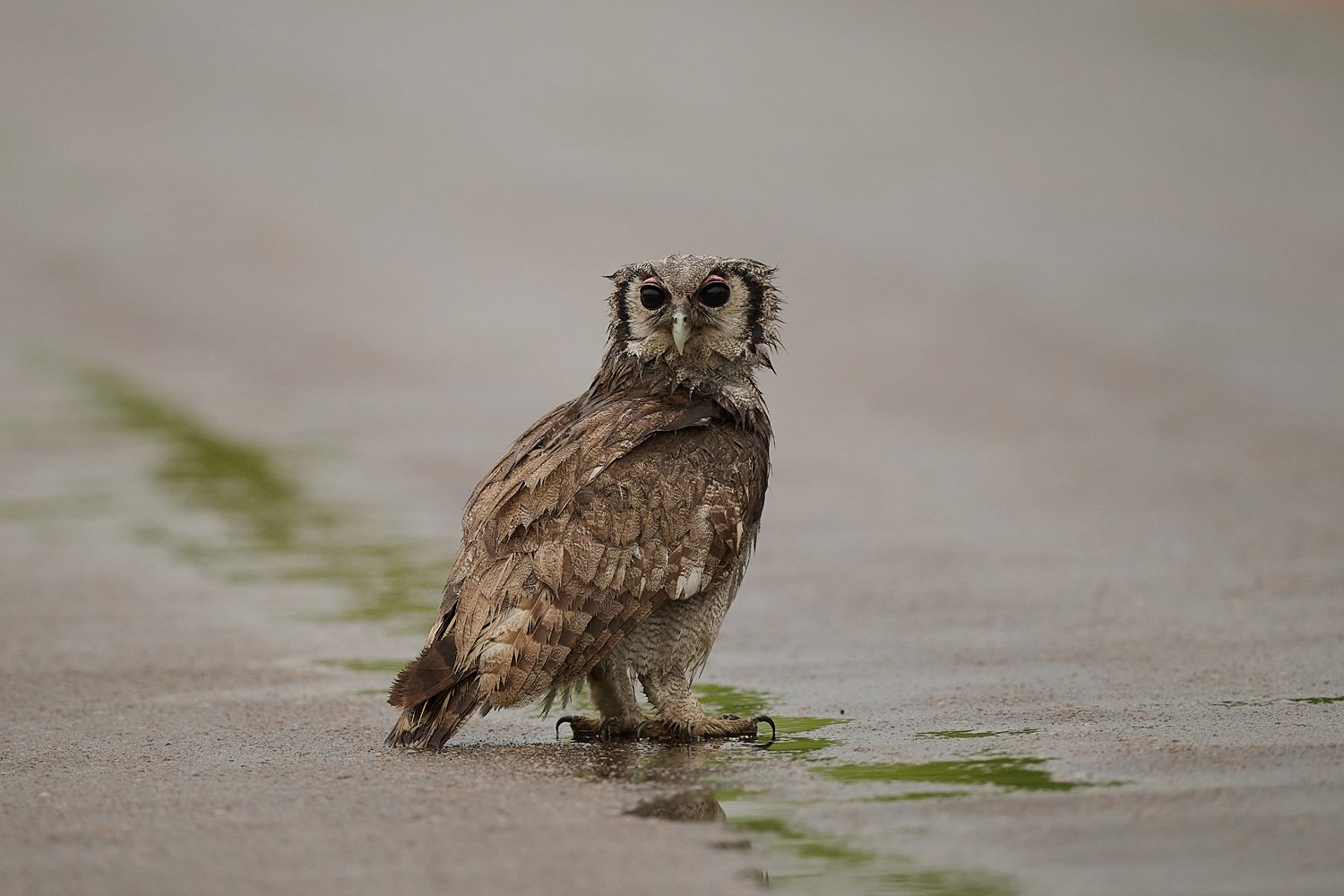 BLASSUHU – VERREAUX´S EAGLE OWL