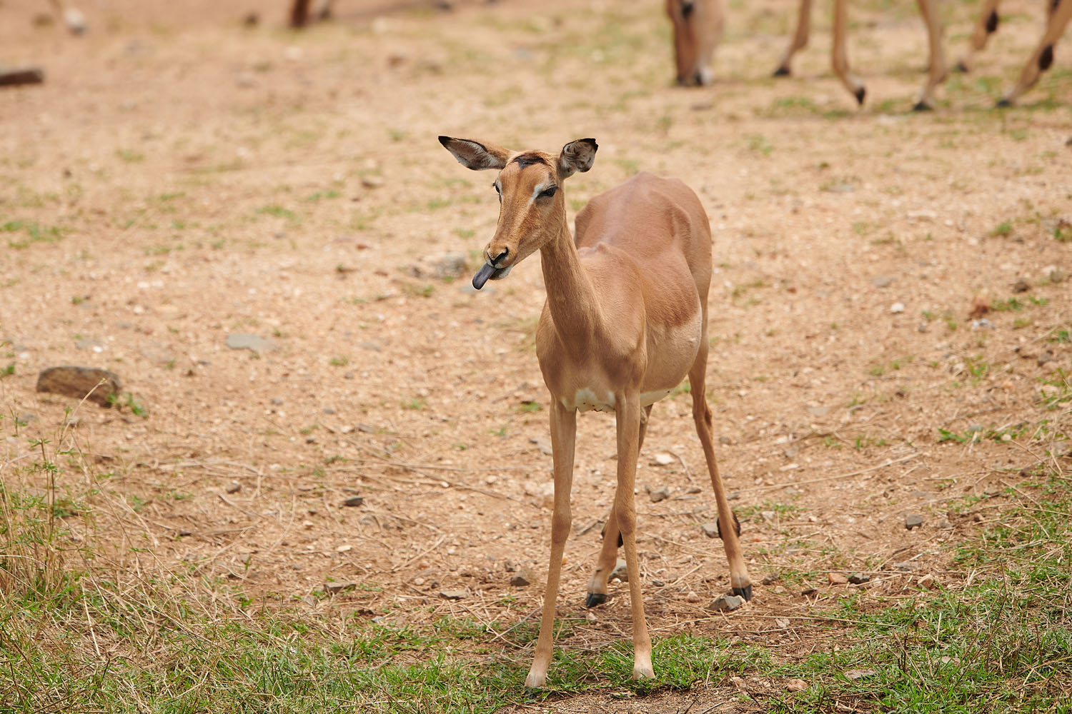 IMPALA