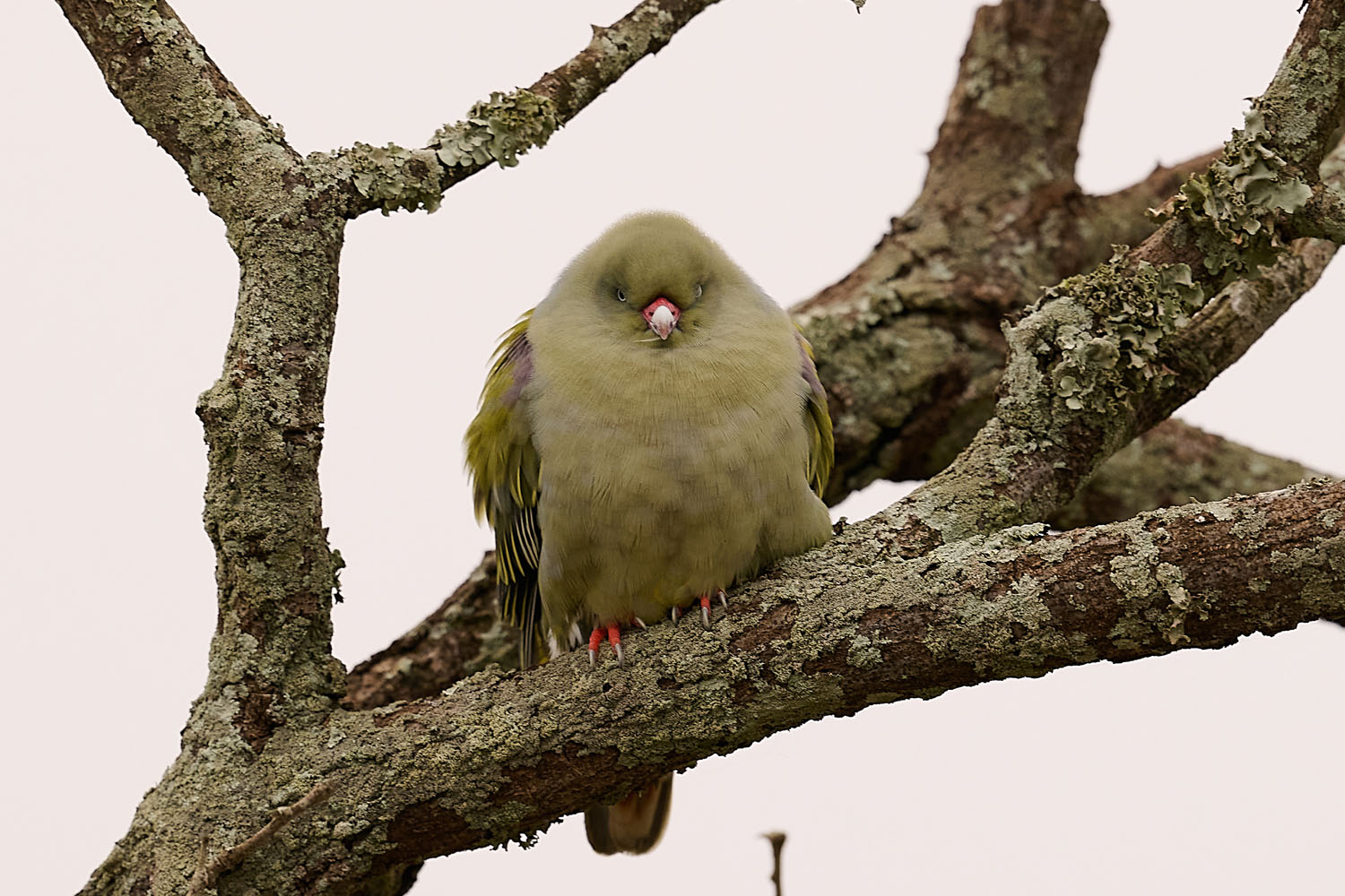 GRÜNE FRUCHTTAUBE - AFRICAN GREEN PIGEON
