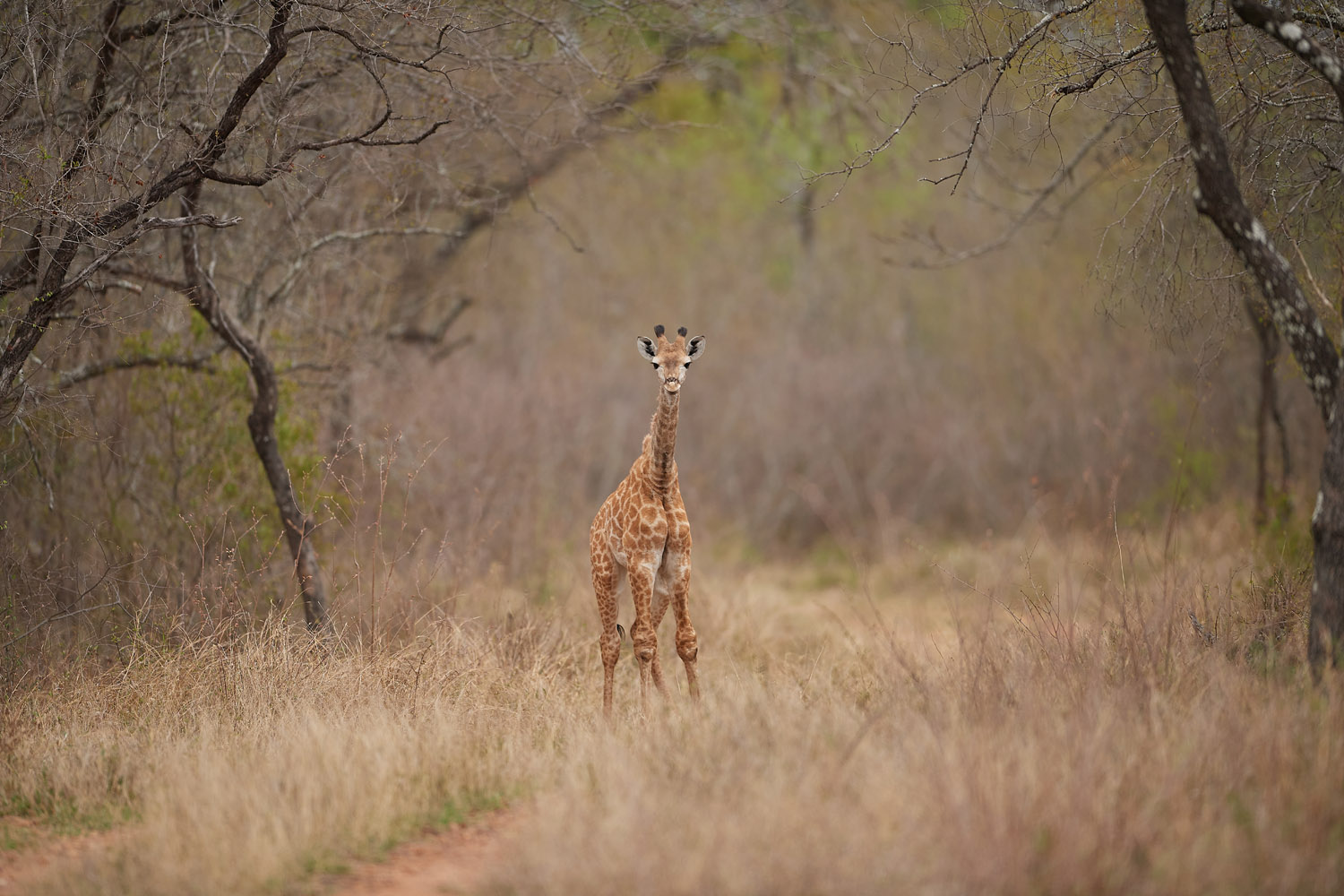 GIRAFFE