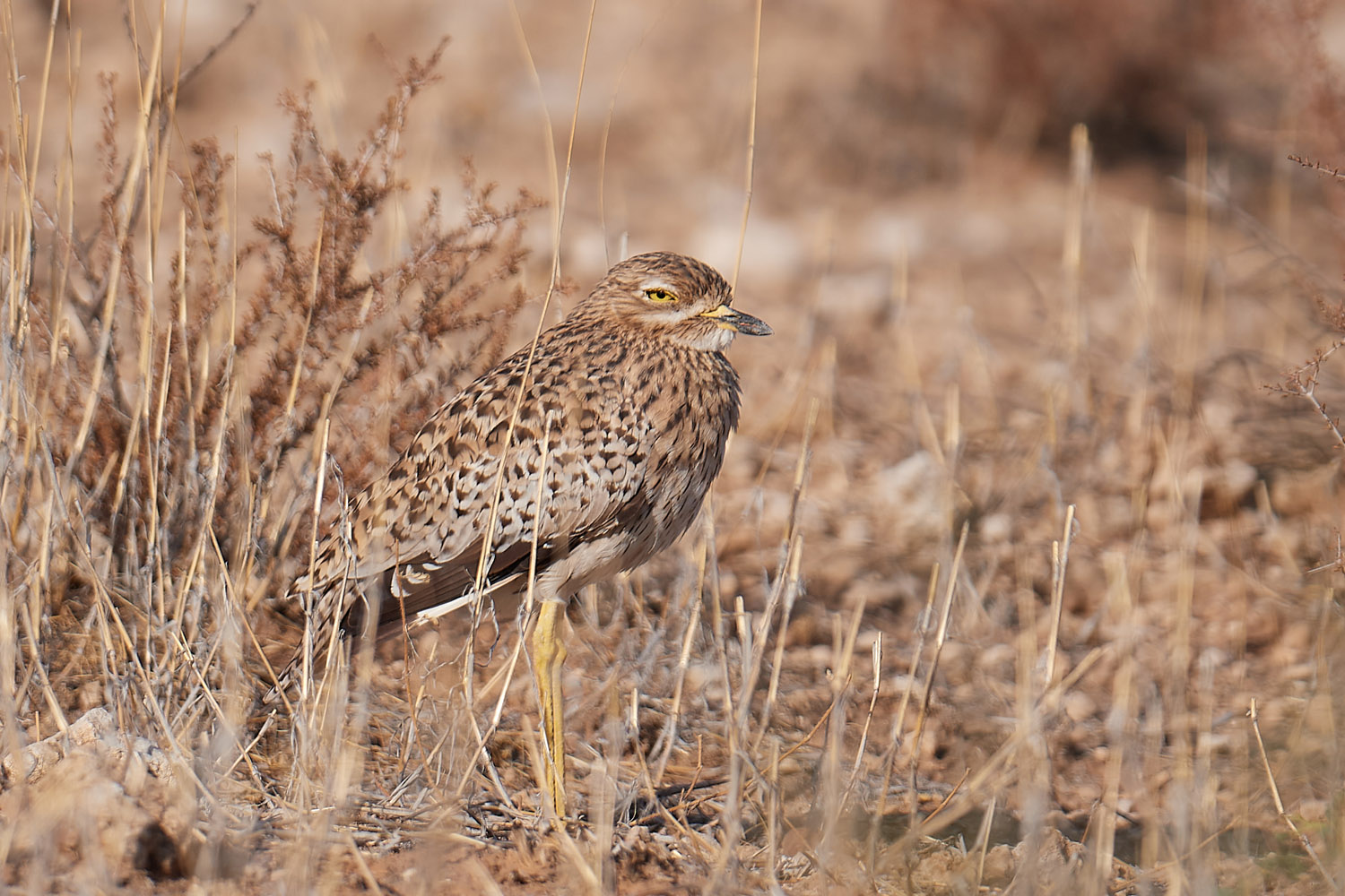 KAPTRIEL – SPOTTED THICK-KNEE