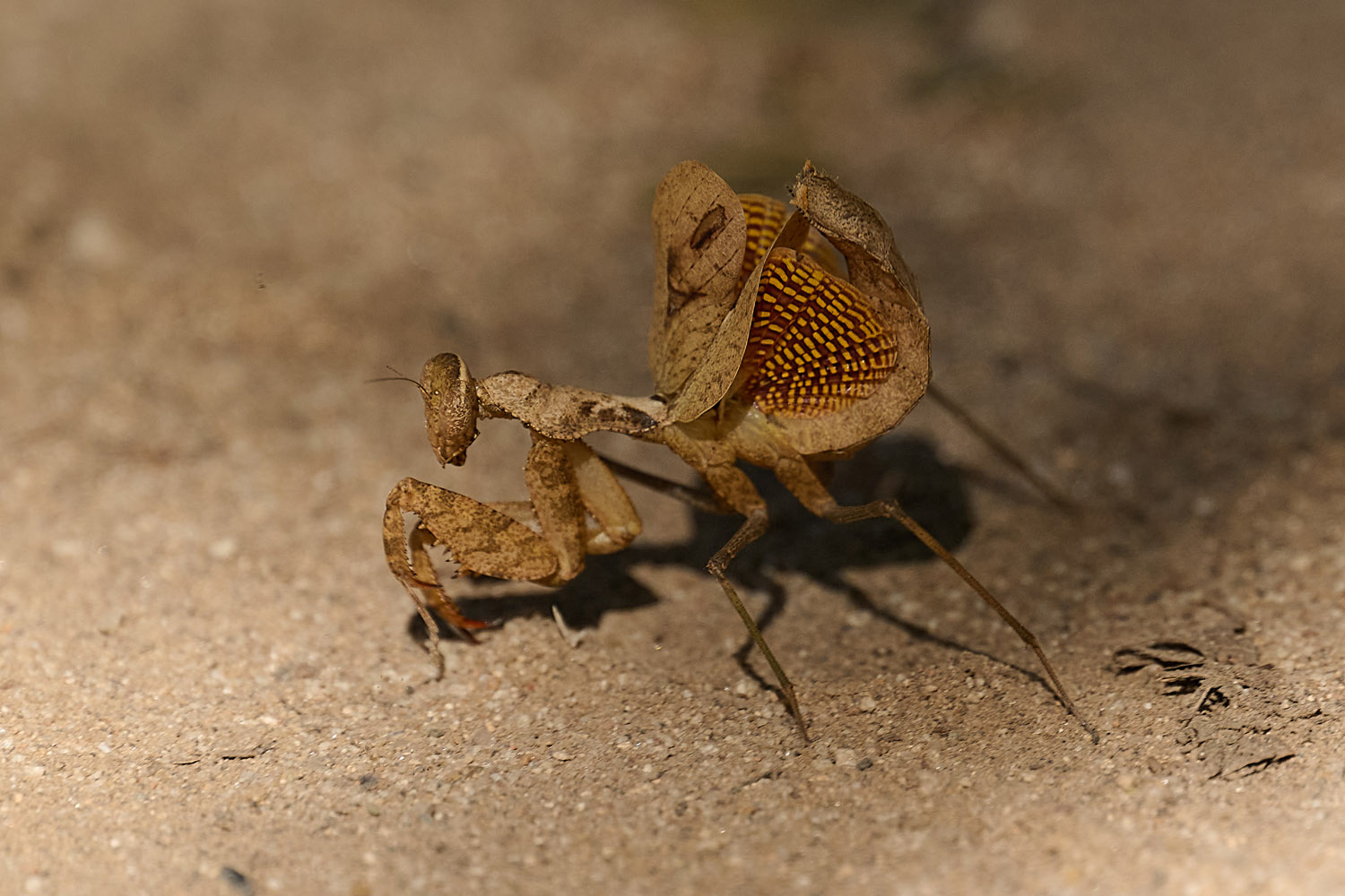 GOTTESANBETERIN - MANTIS