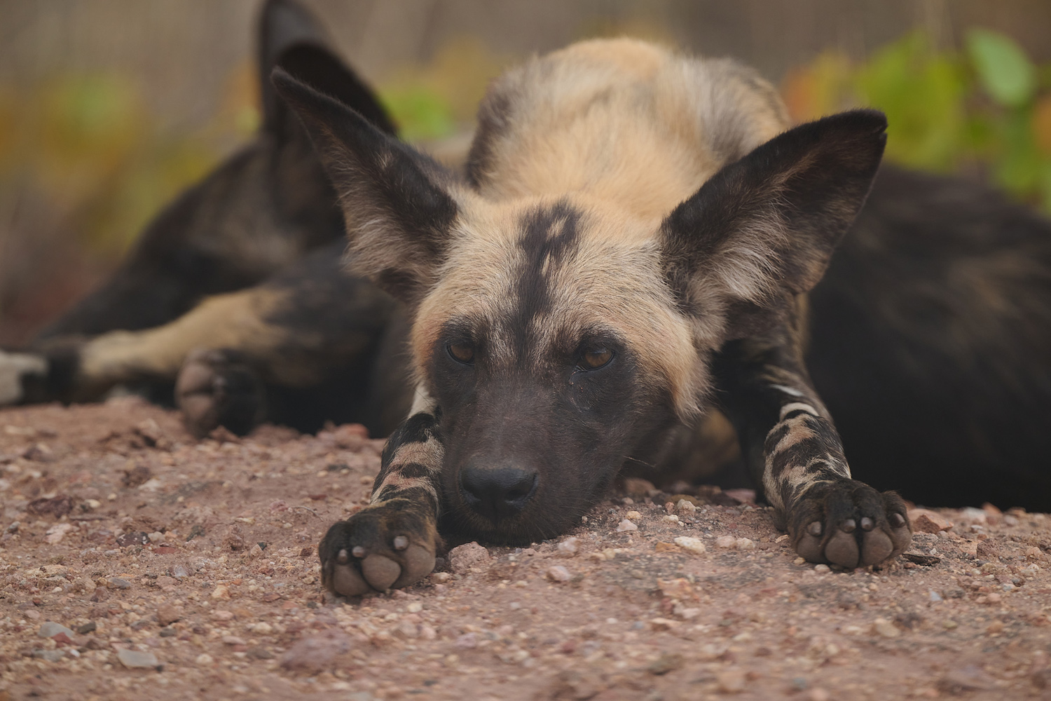 WILDHUND - WILD DOG