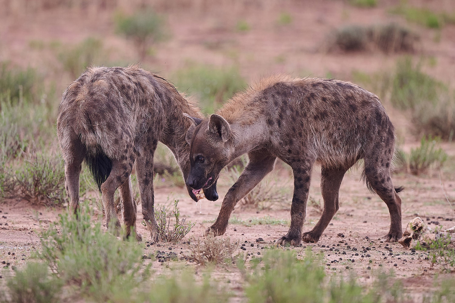 TÜPFELHYÄNE – SPOTTED HYENA