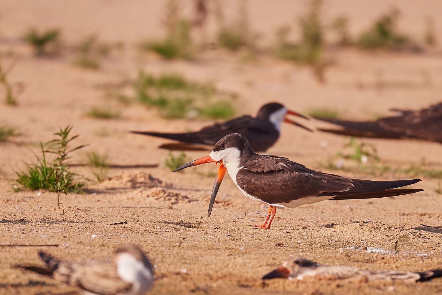 SCHWARZMANTEL-SCHERENSCHNABEL – BLACK SKIMMER