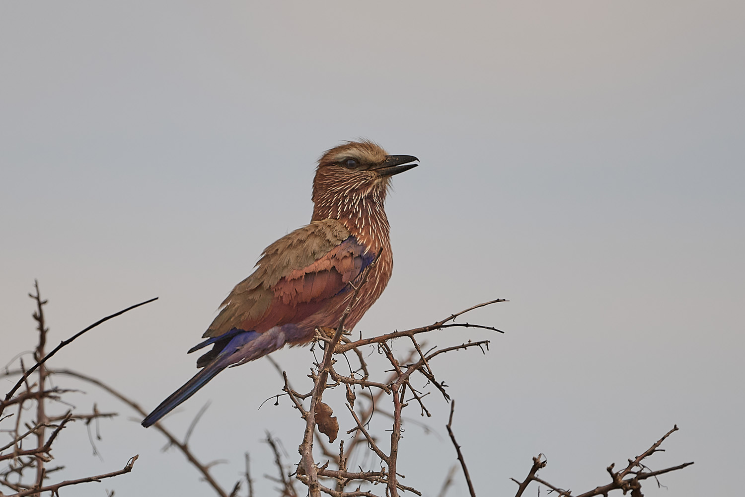 STRICHELRACKE - PURPLE ROLLER
