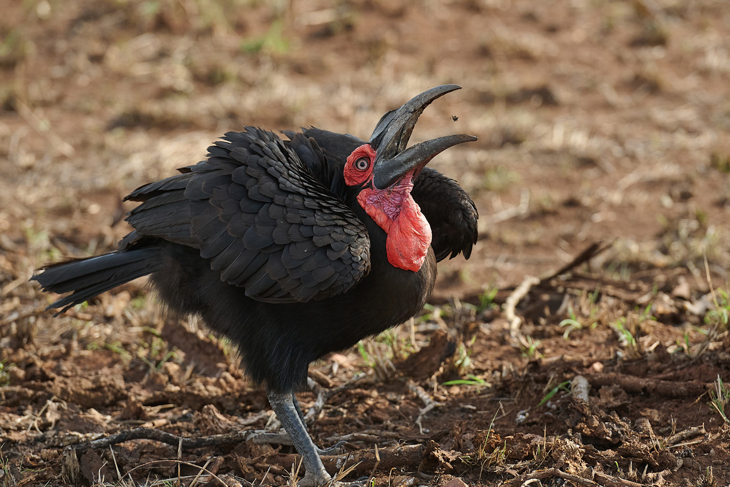 HORNRABE - SOUTHERN GROUND-HORNBILL