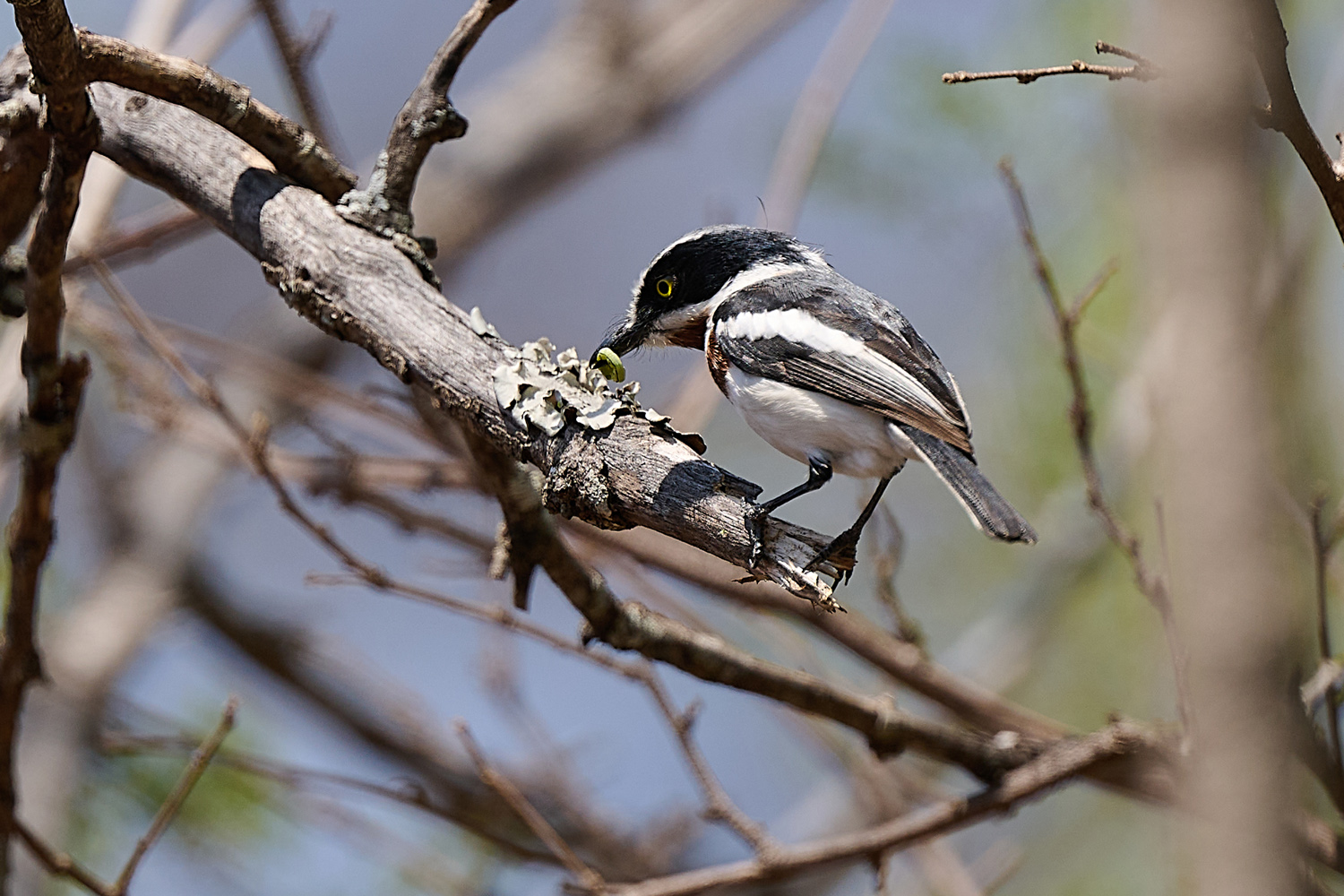 WEISSFLANKENSCHNÄPPER - CHINSPOT BATIS