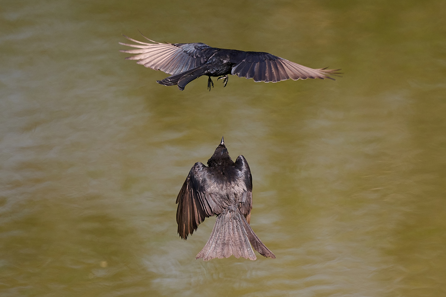 TRAUERDRONGO - FORK-TAILED DRONGO