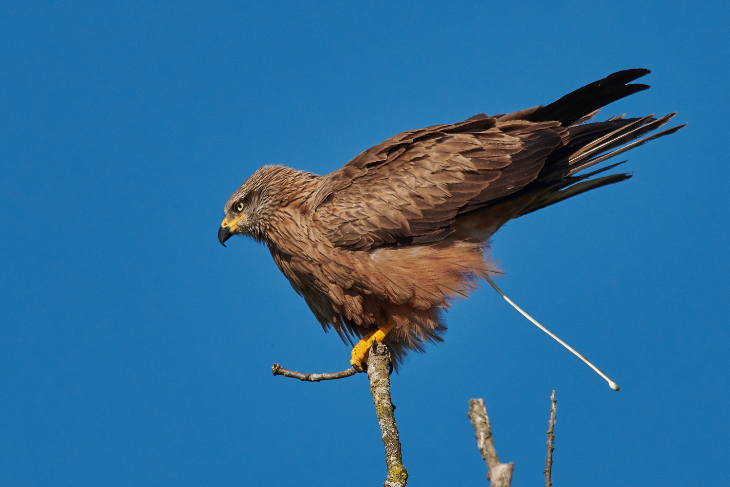 SCHWARZMILAN – BLACK KITE