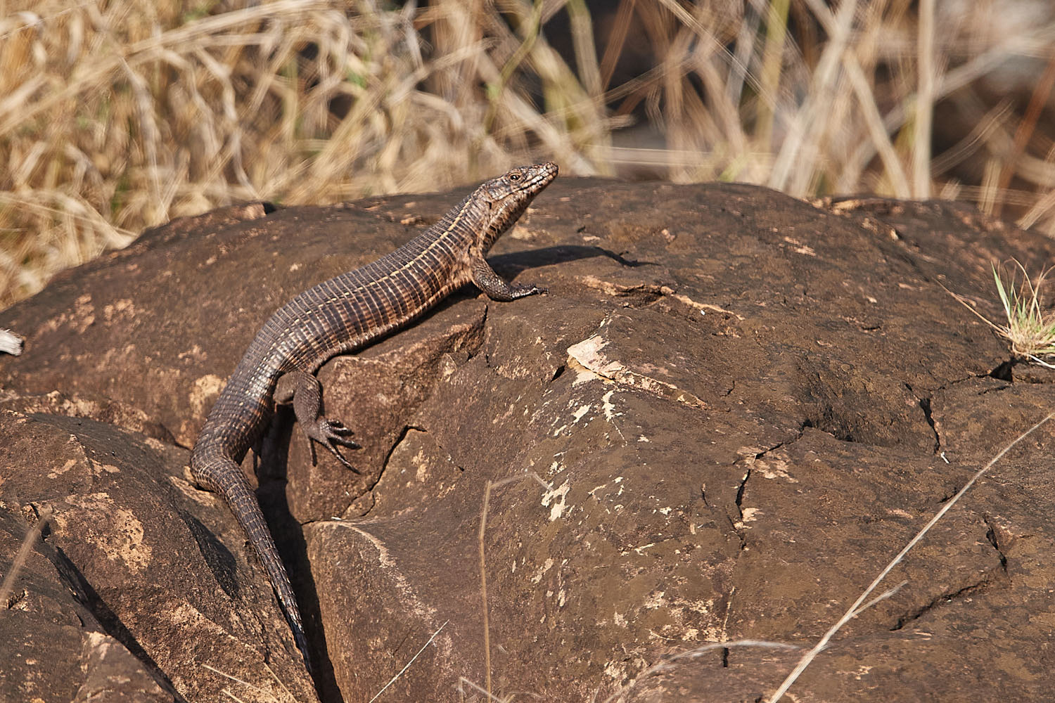 FELSEN-SCHILDECHSE – GIANT PLATED LIZARD