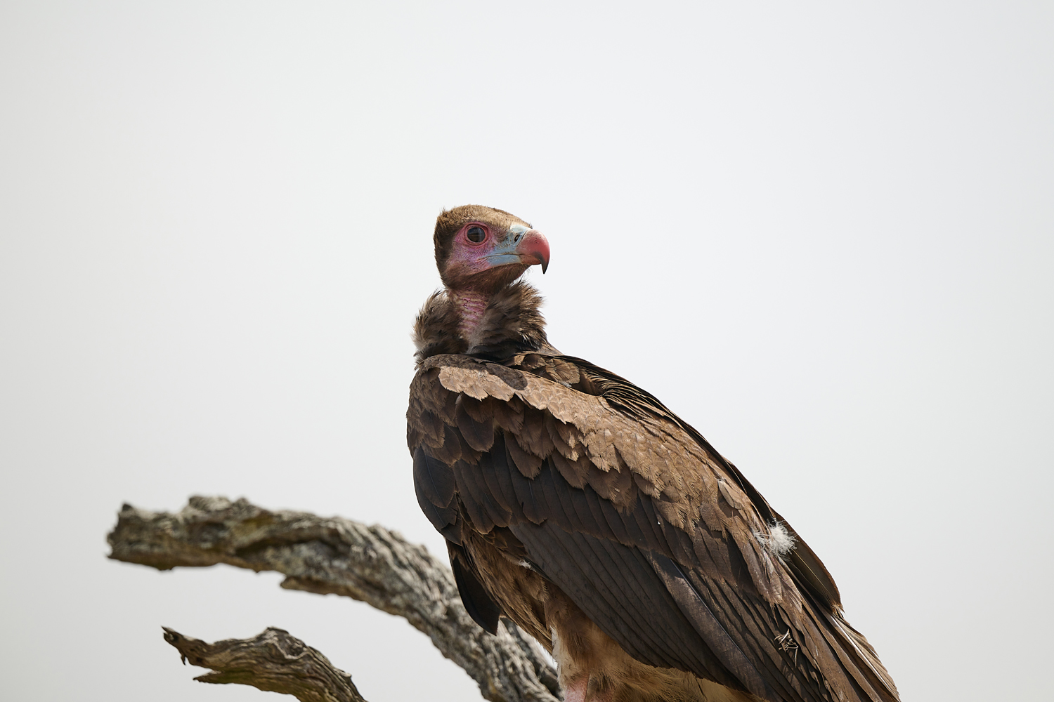 WOLLKOPFGEIER WHITE-HEADED VULTURE