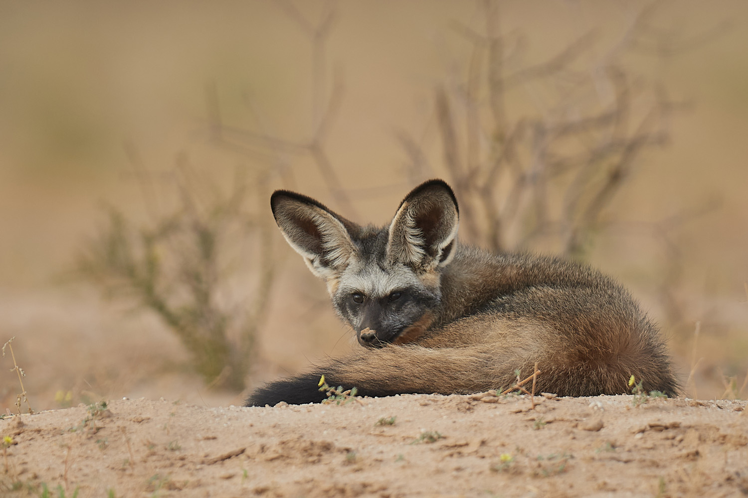 LÖFFELHUND – BAT-EARED FOX