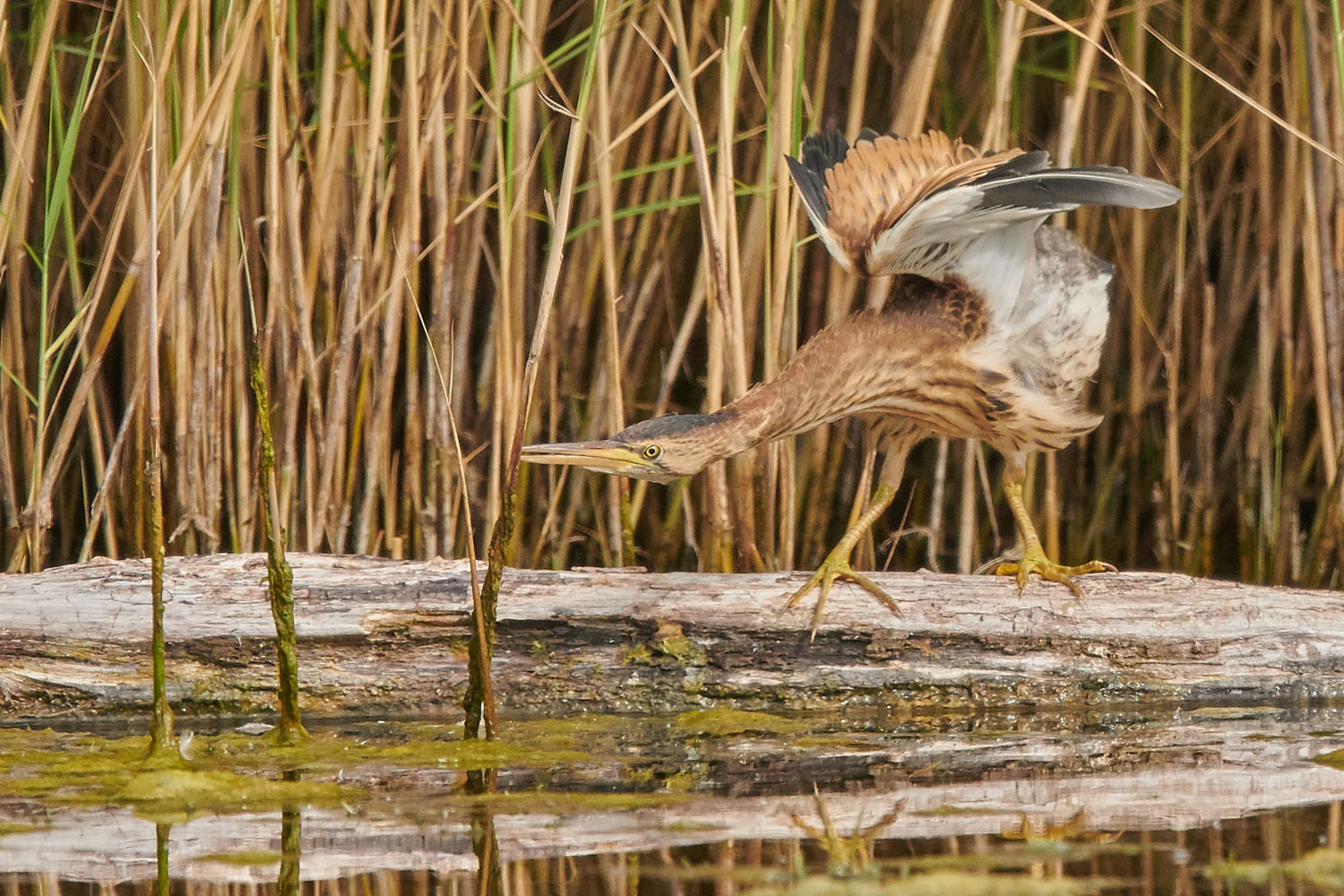 ROHRDOMMEL - BITTERN