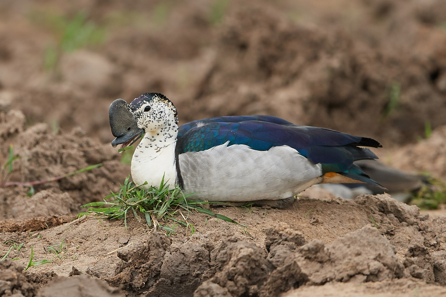 HÖCKERENTE – KNOB-BILLED DUCK