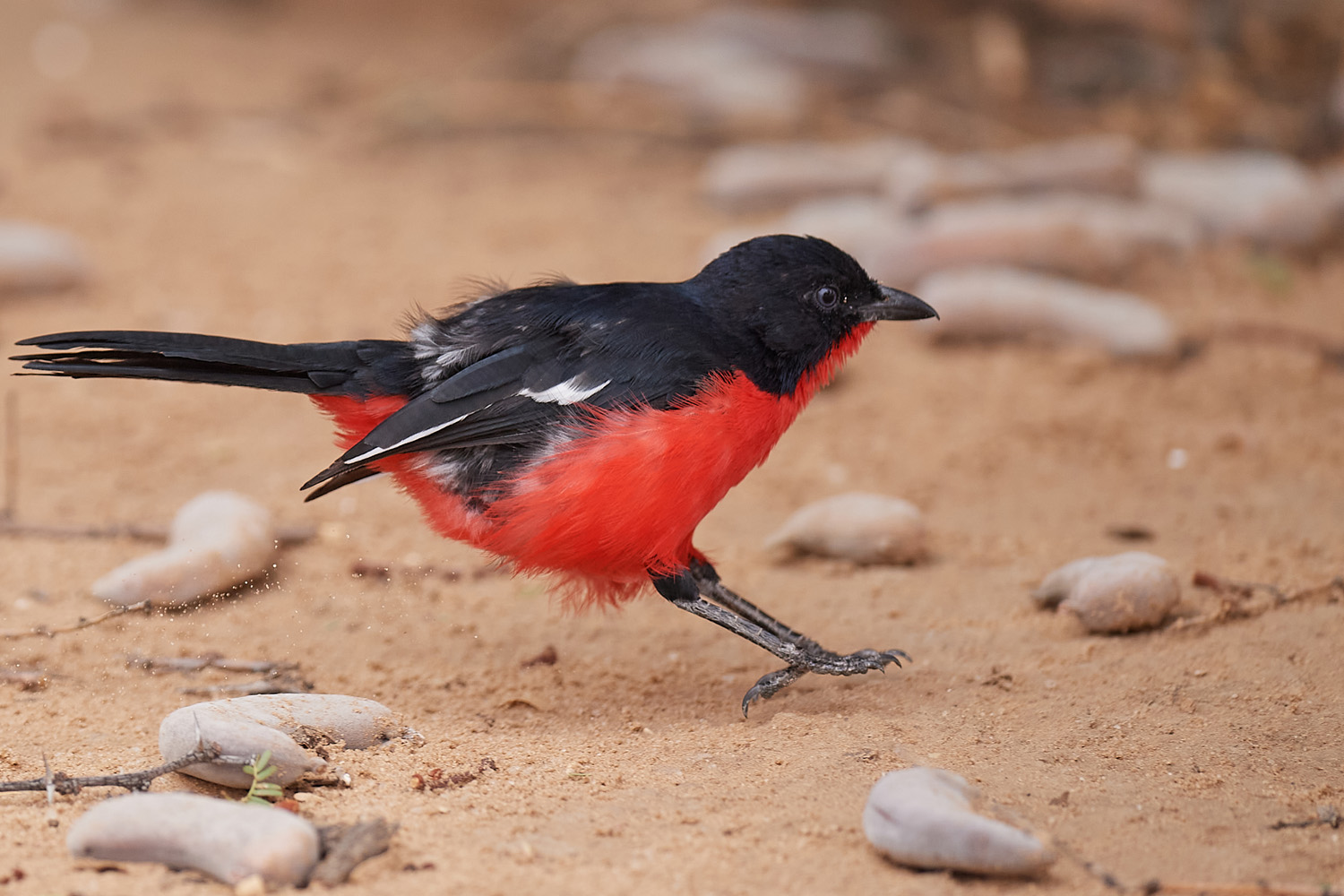 ROTBAUCHWÜRGER – CRIMSON-BREASTED SHRIKE