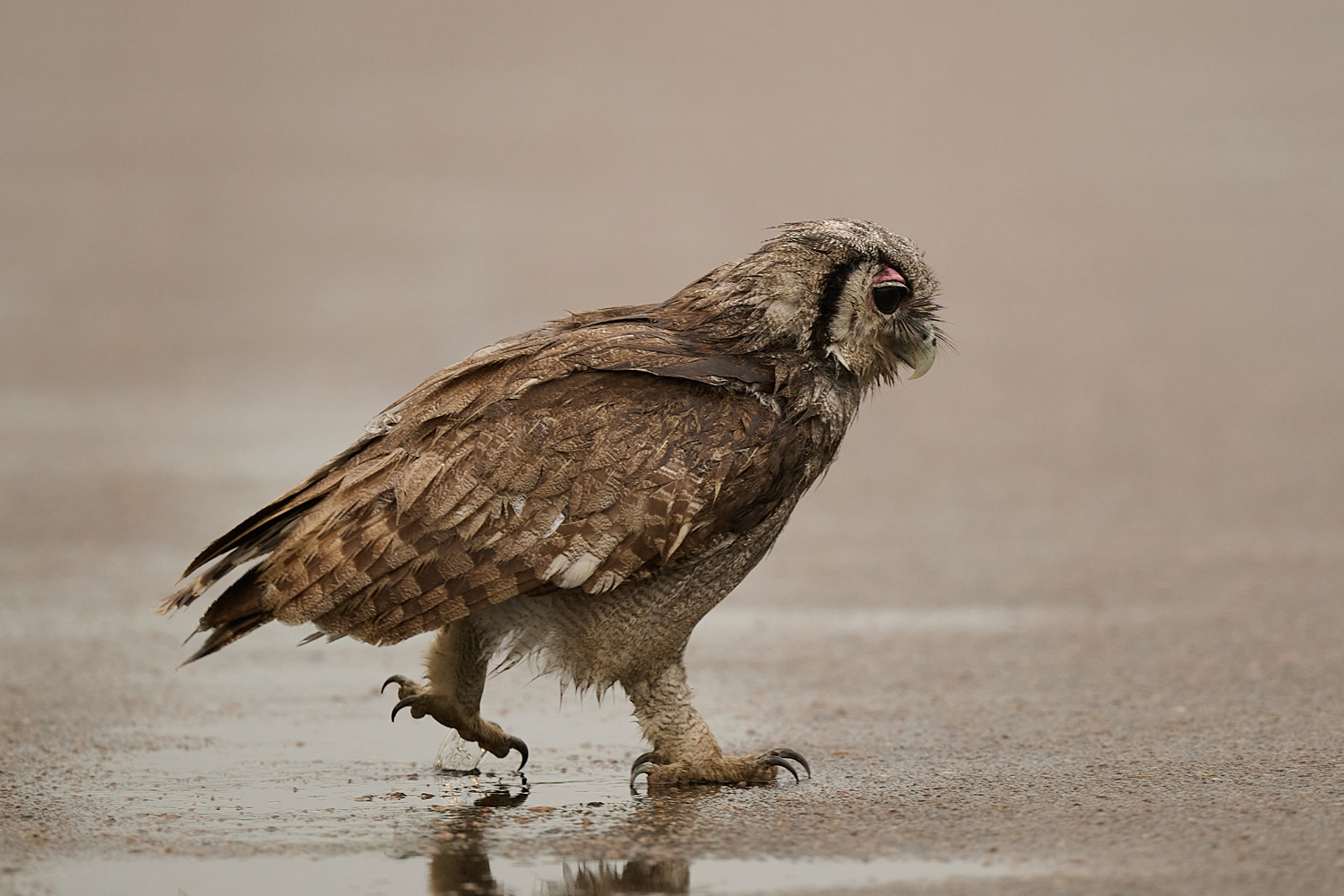 BLASSUHU – VERREAUX´S EAGLE OWL