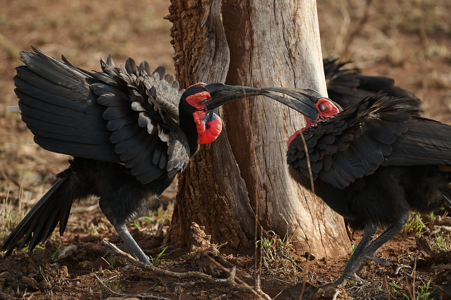HORNRABE - SOUTHERN GROUND-HORNBILL