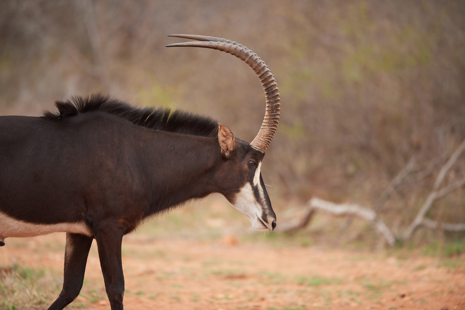 RAPPENANTILOPE – SABLE ANTELOPE