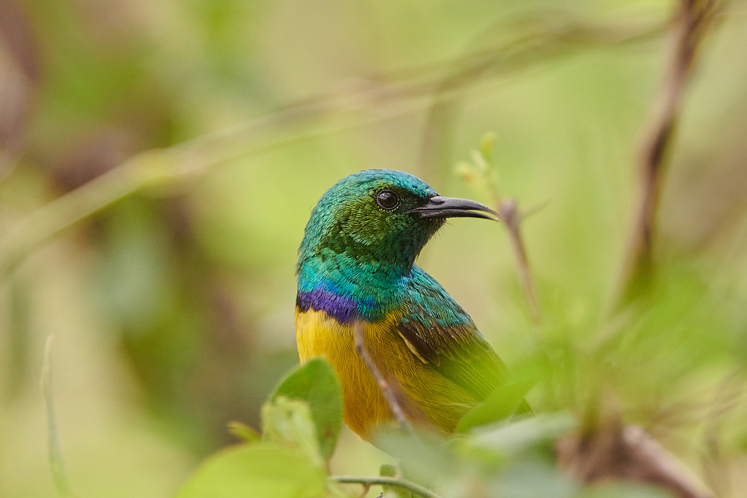 WALDNEKTARVOGEL - COLLARED SUNBIRD