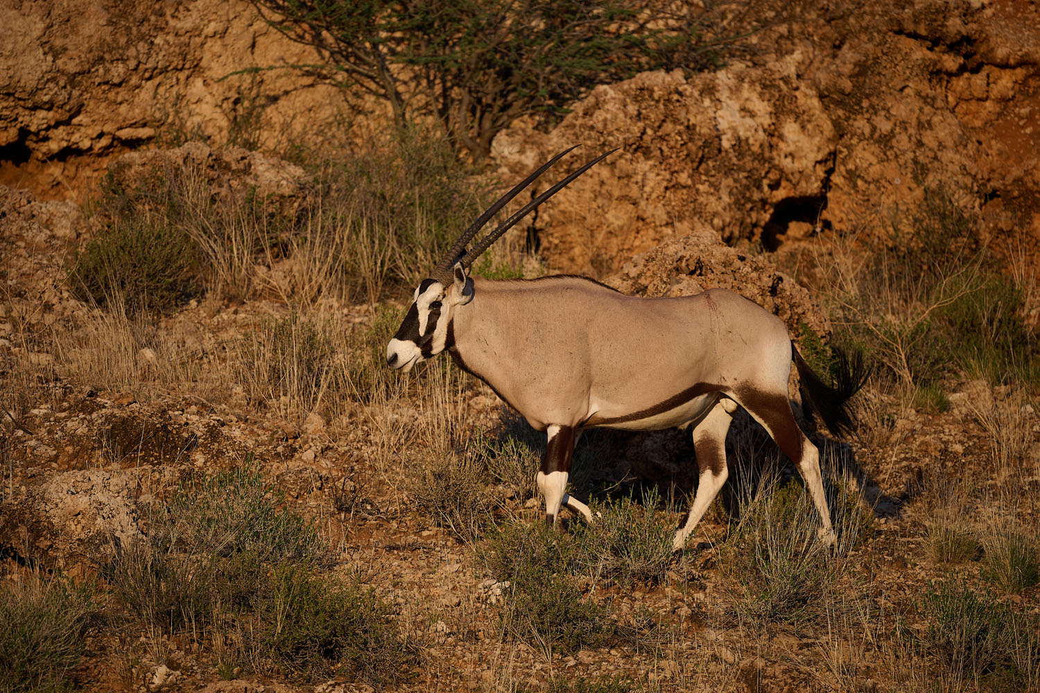 ORYX (SPIESSBOCK) - GEMSBOK