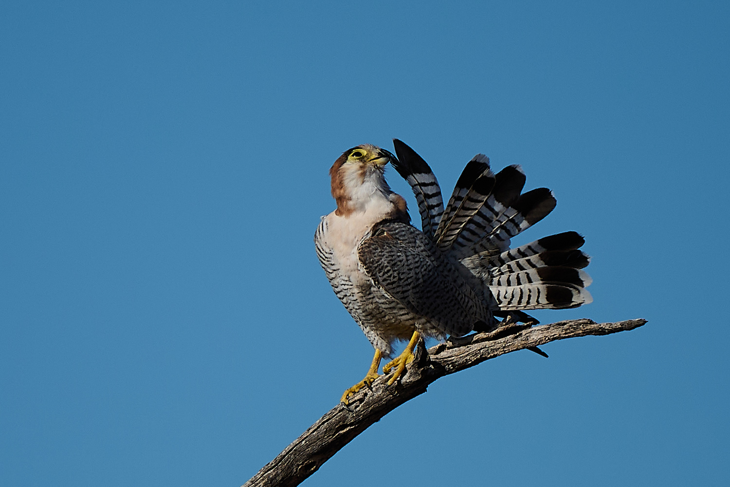 LANNERFALKE – LANNER FALCON