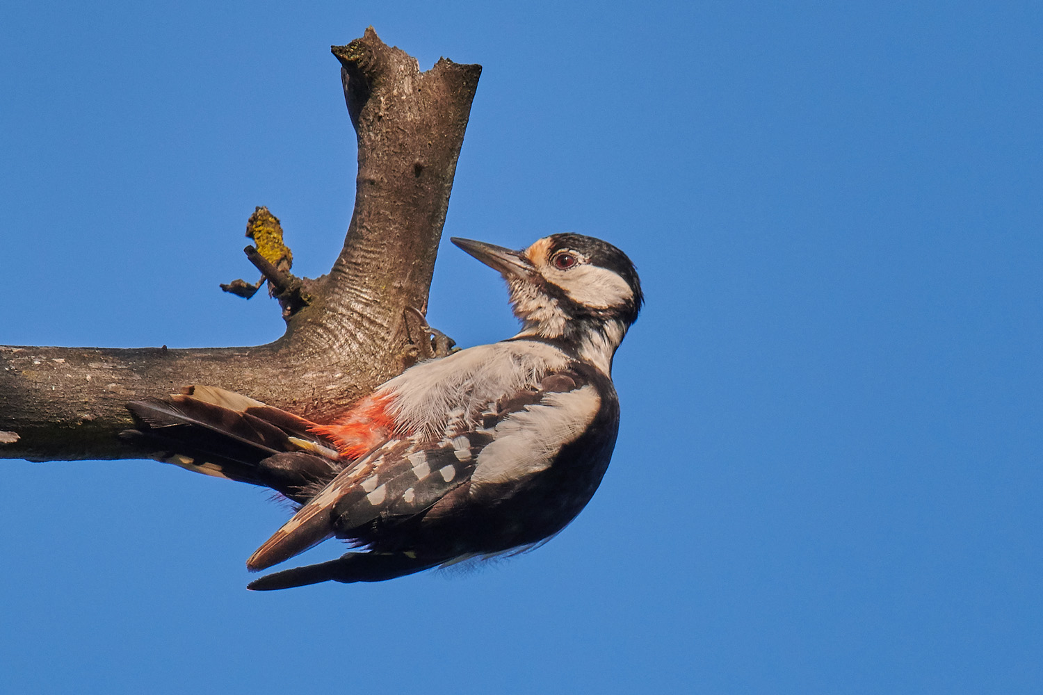 BUNTSPECHT - GREAT SPOTTED WOODPECKER