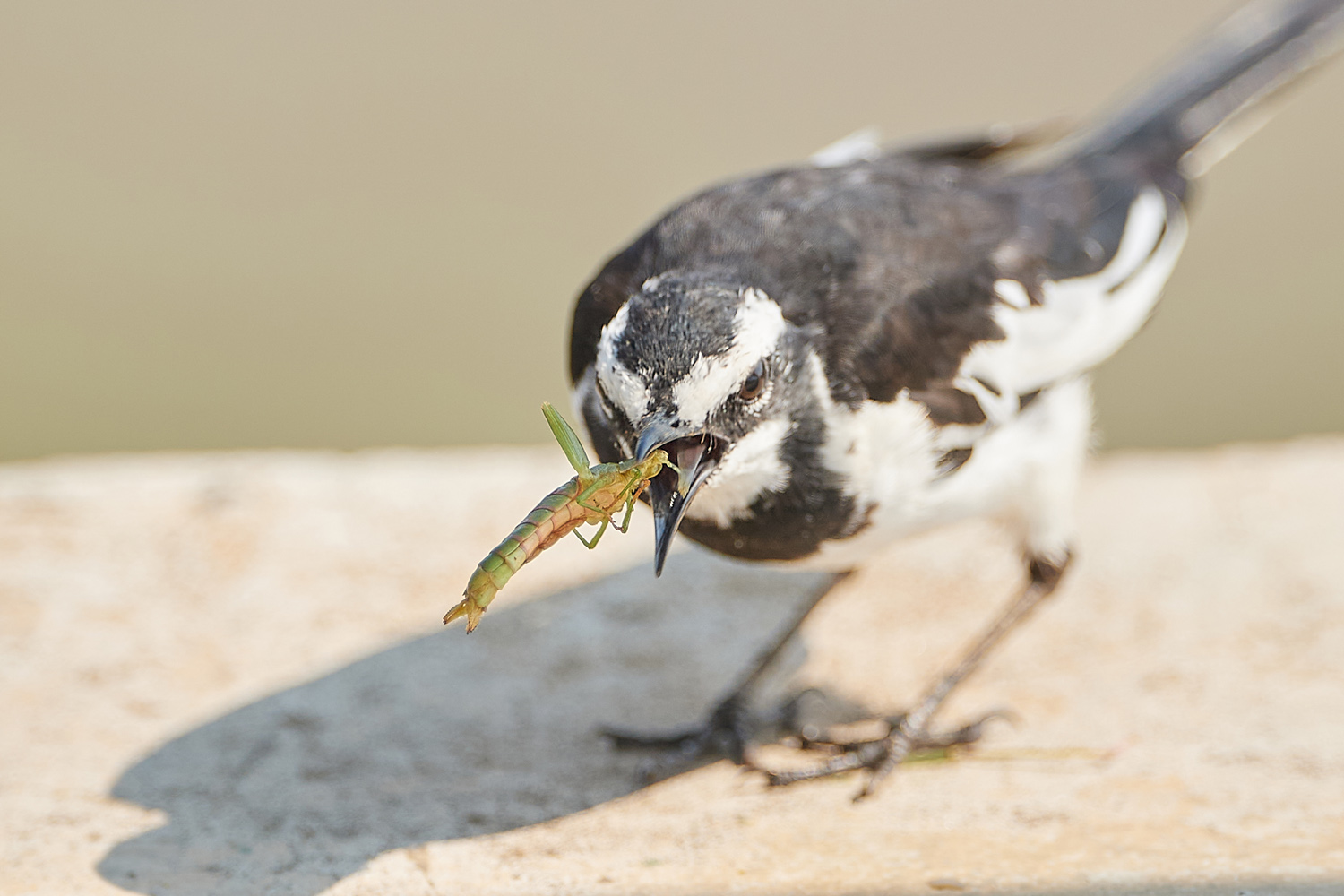 WITWENSTELZE – AFRICAN PIED WAGTAIL