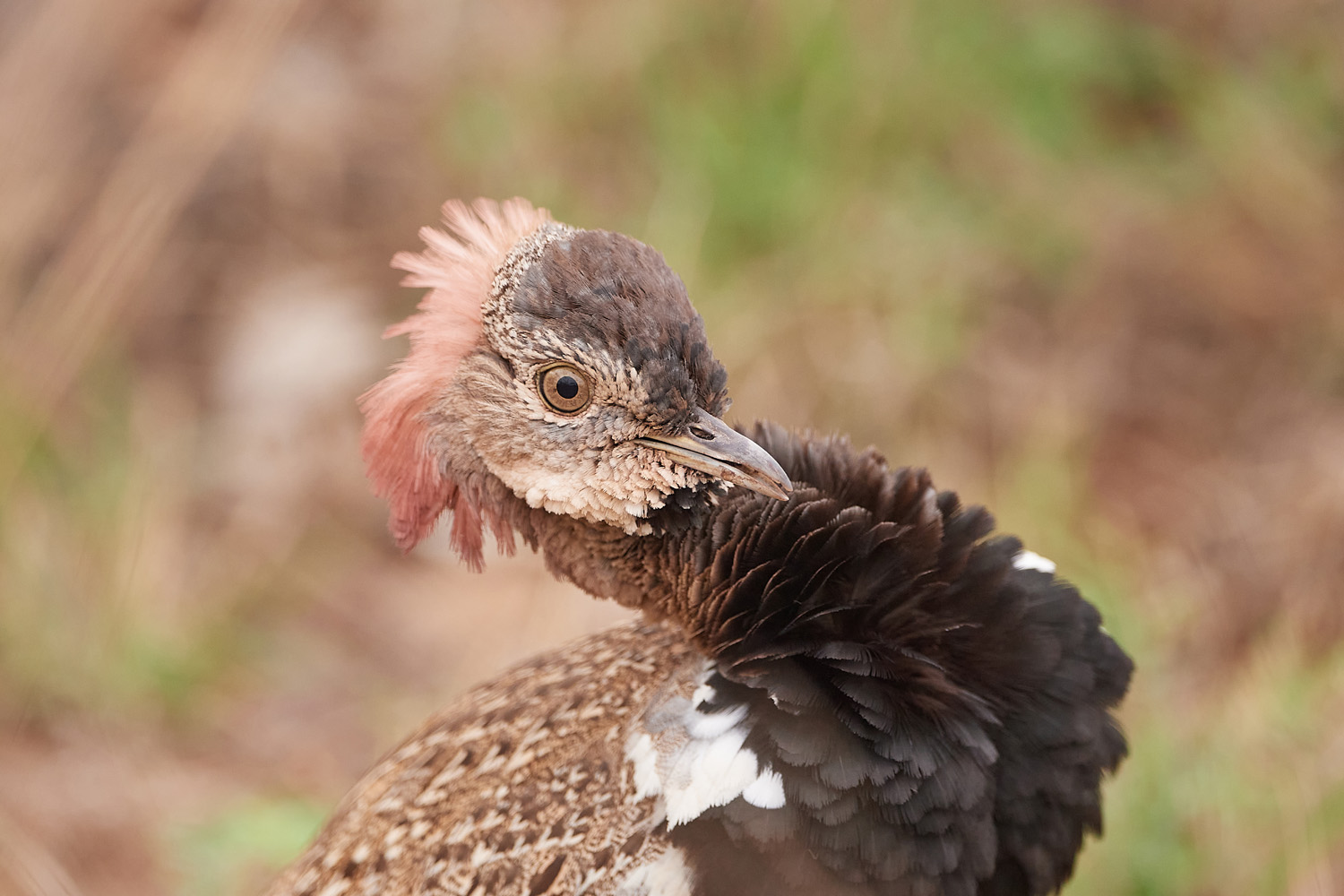 ROTSCHOPFTRAPPE - RED-CRESTED KORHAAN