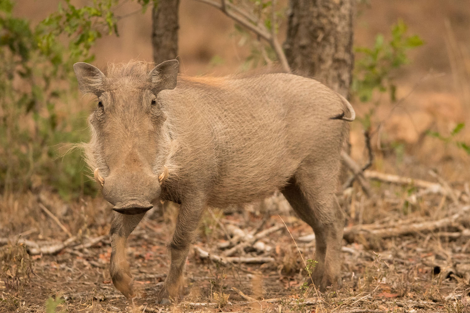 WARZENSCHWEIN - WARTHOG