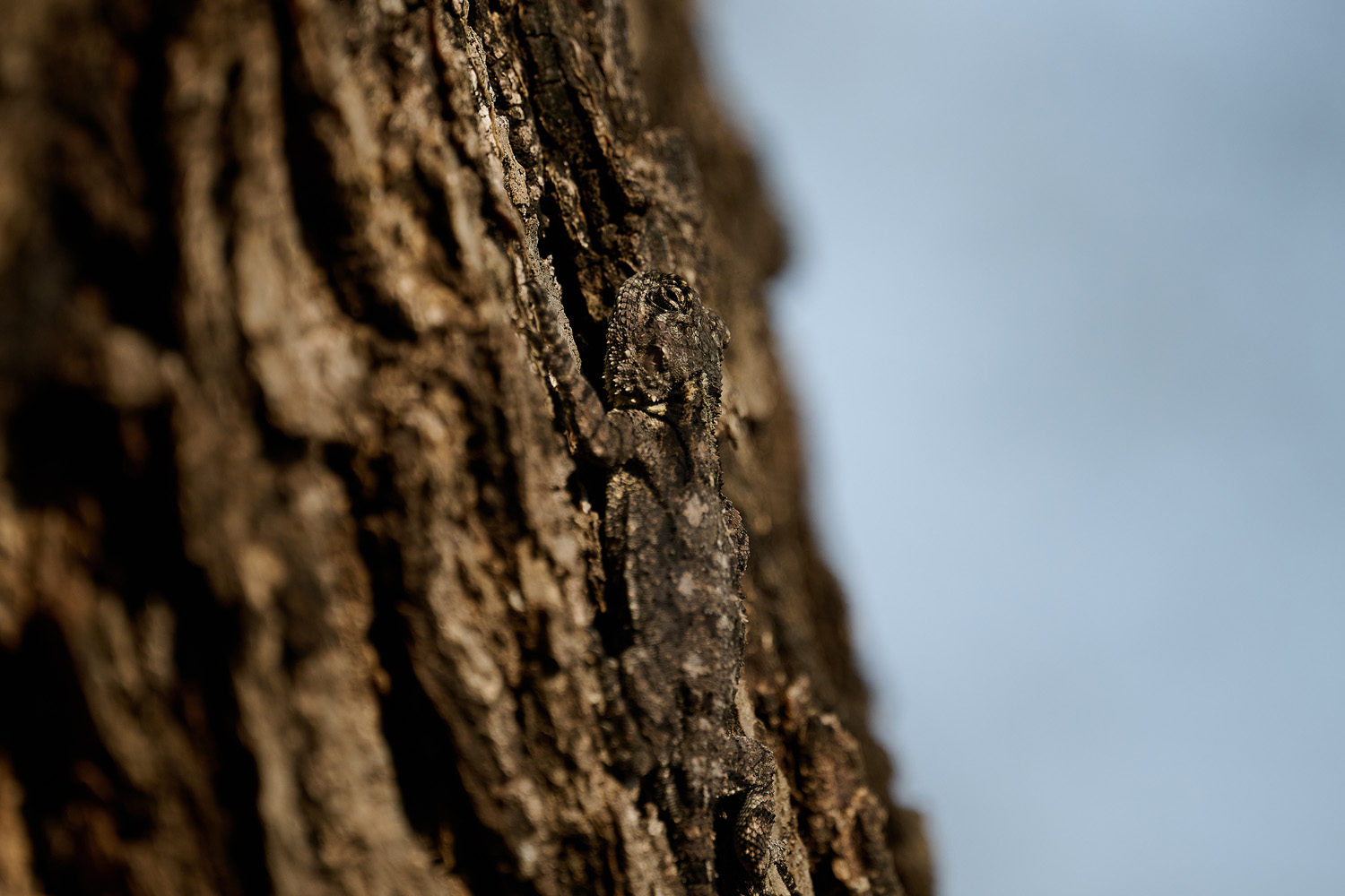 BLAUKEHLAGAME - SOUTHERN TREE AGAMA