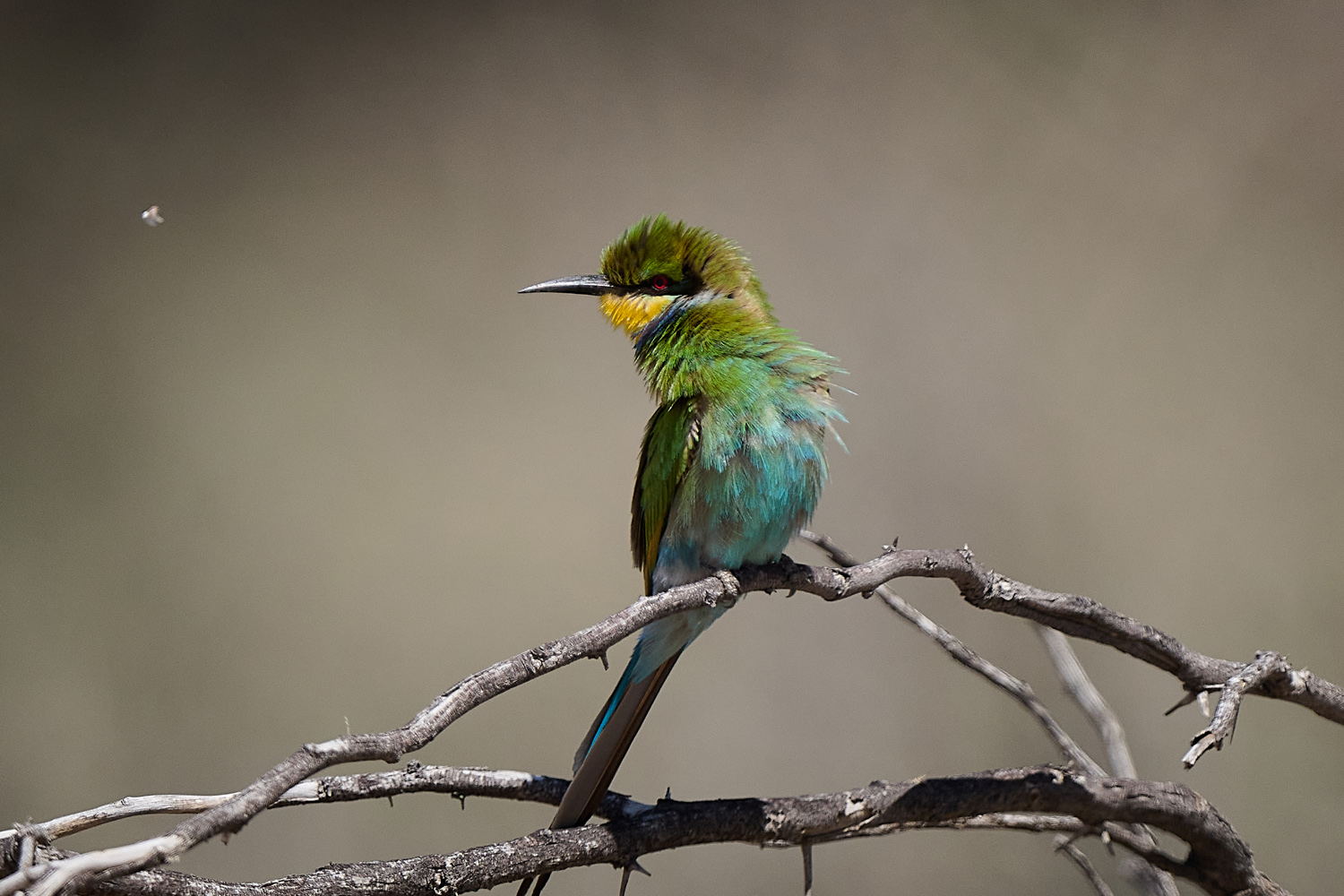 SCHWALBENSCHWANZSPINT – SWALLOW-TAILED BEE-EATER