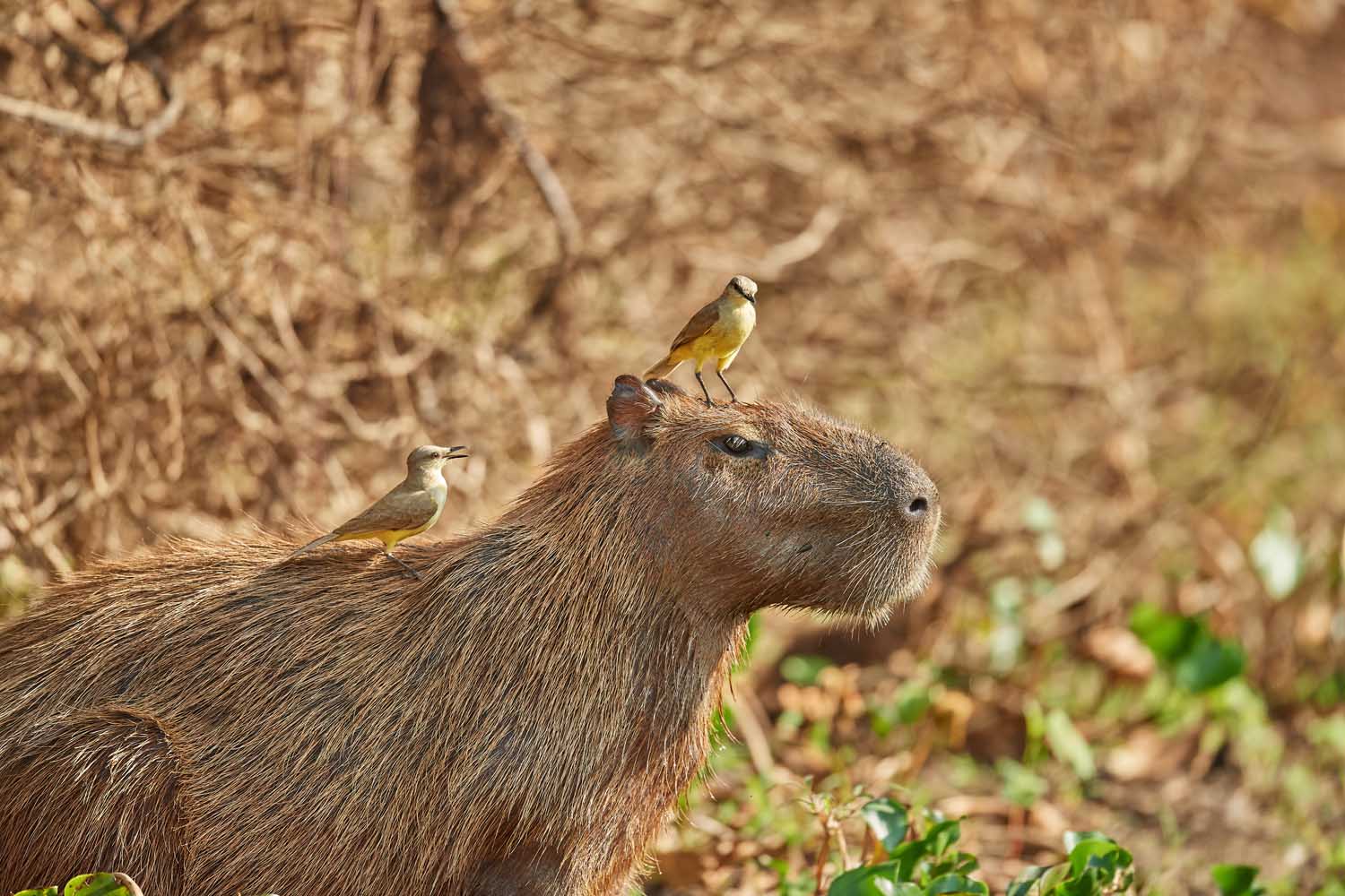 WASSERSCHWEIN – CAPYBARA