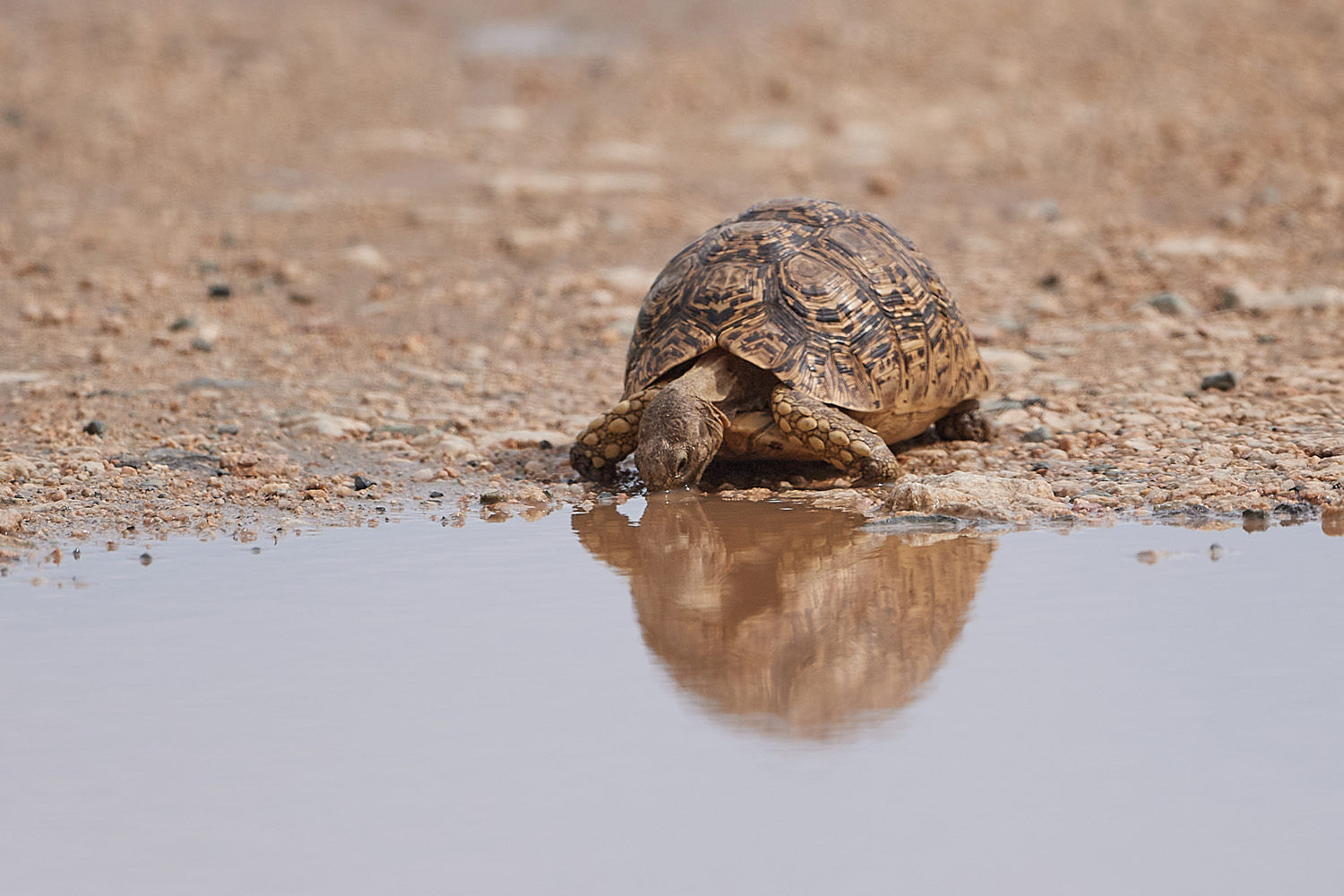 LEOPARDENSCHILDKRÖTE - LEOPARD TORTOISE