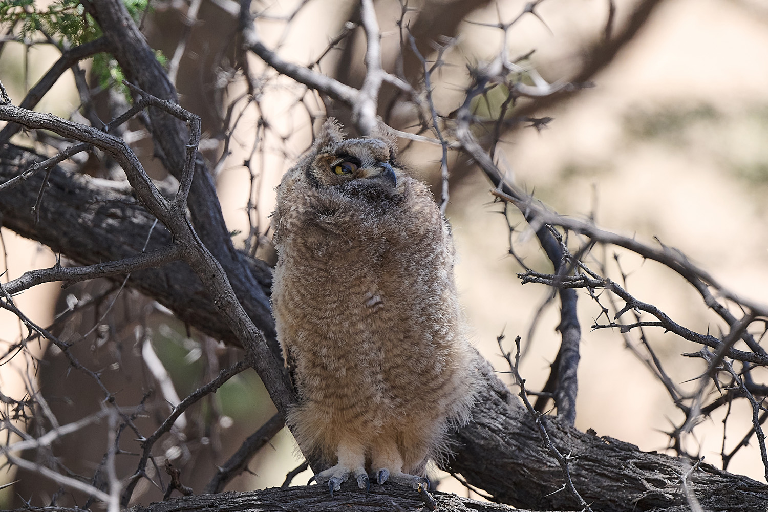 FLECKENUHU – SPOTTED EAGLE OWL