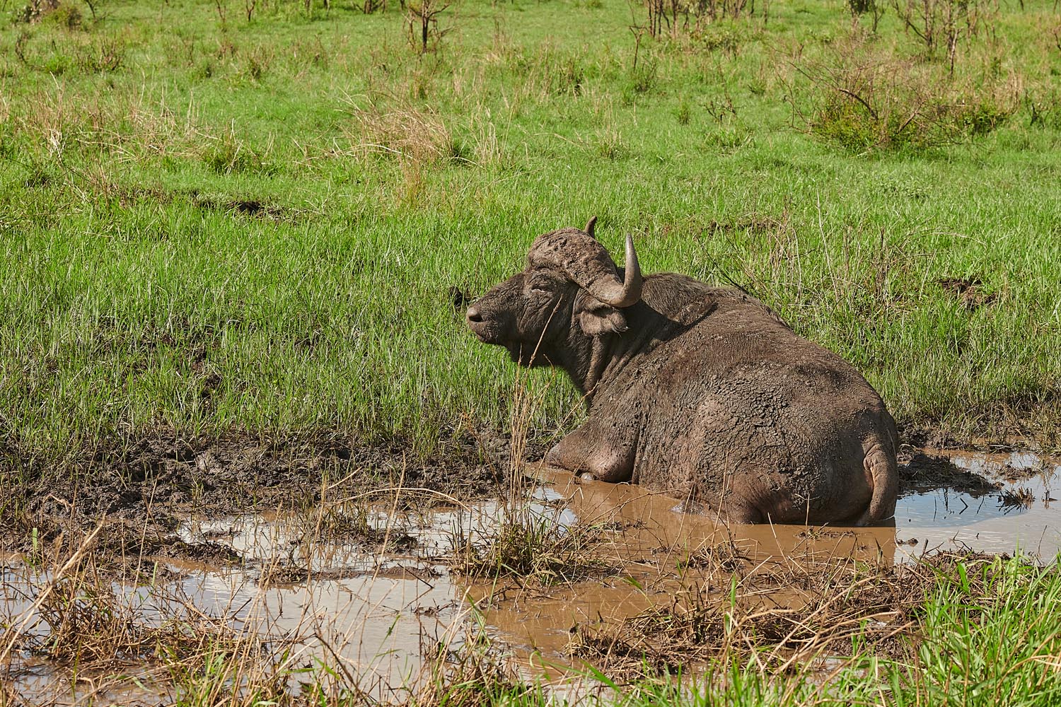 KAPBÜFFEL - CAPE BUFFALO