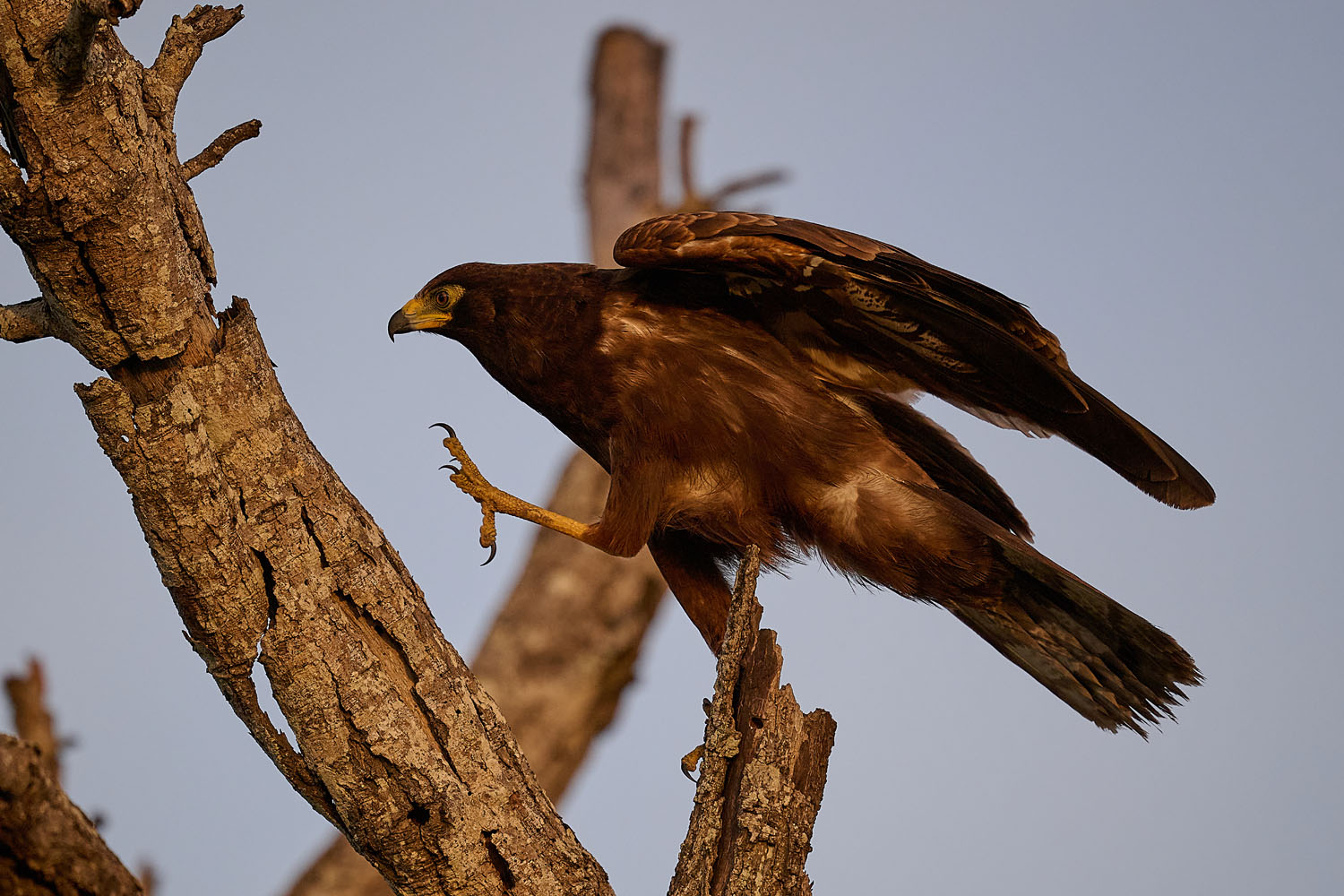 HÖHLENWEIHE – AFRICAN HARRIER-HAWK