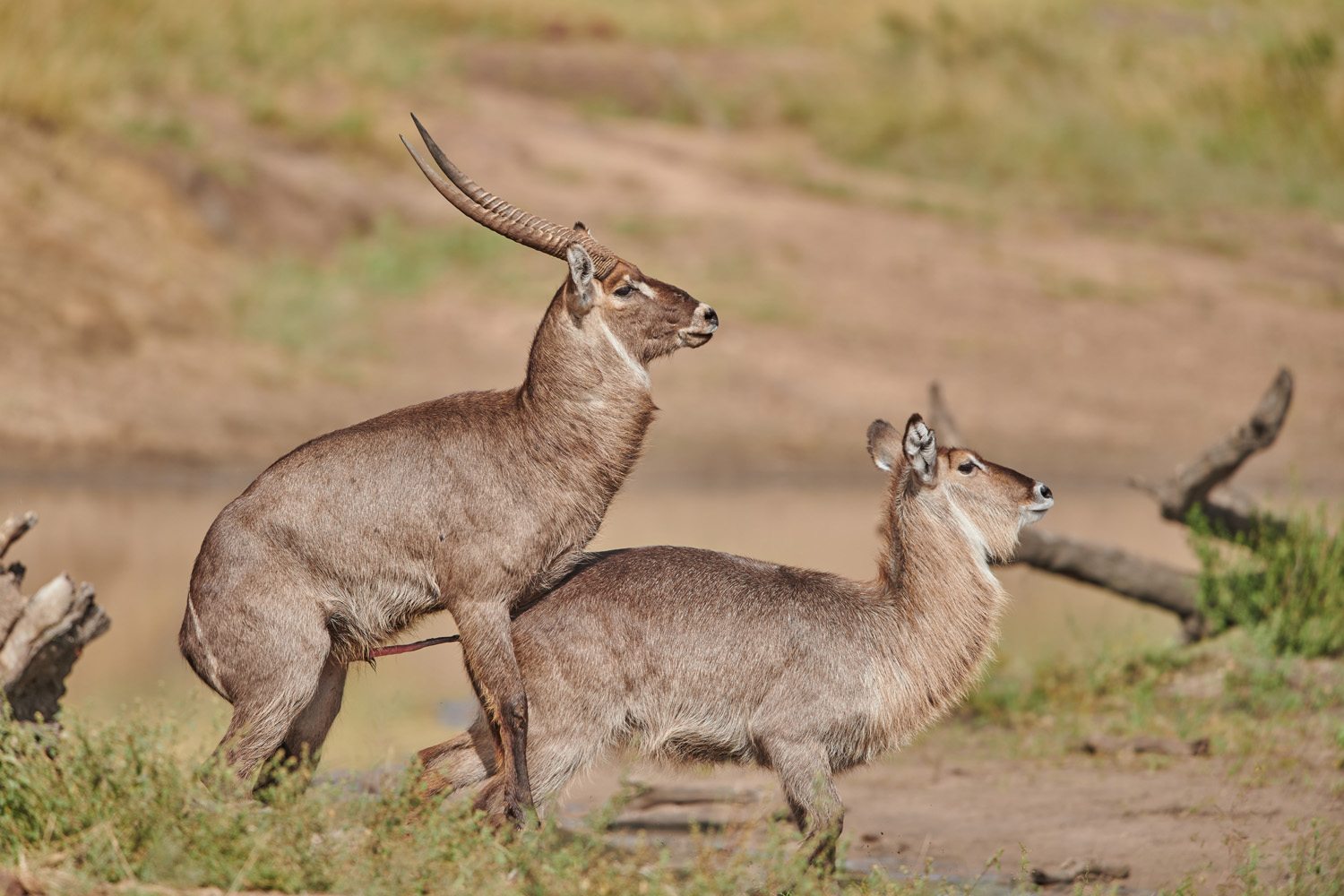 WASSERBOCK - WATERBUCK