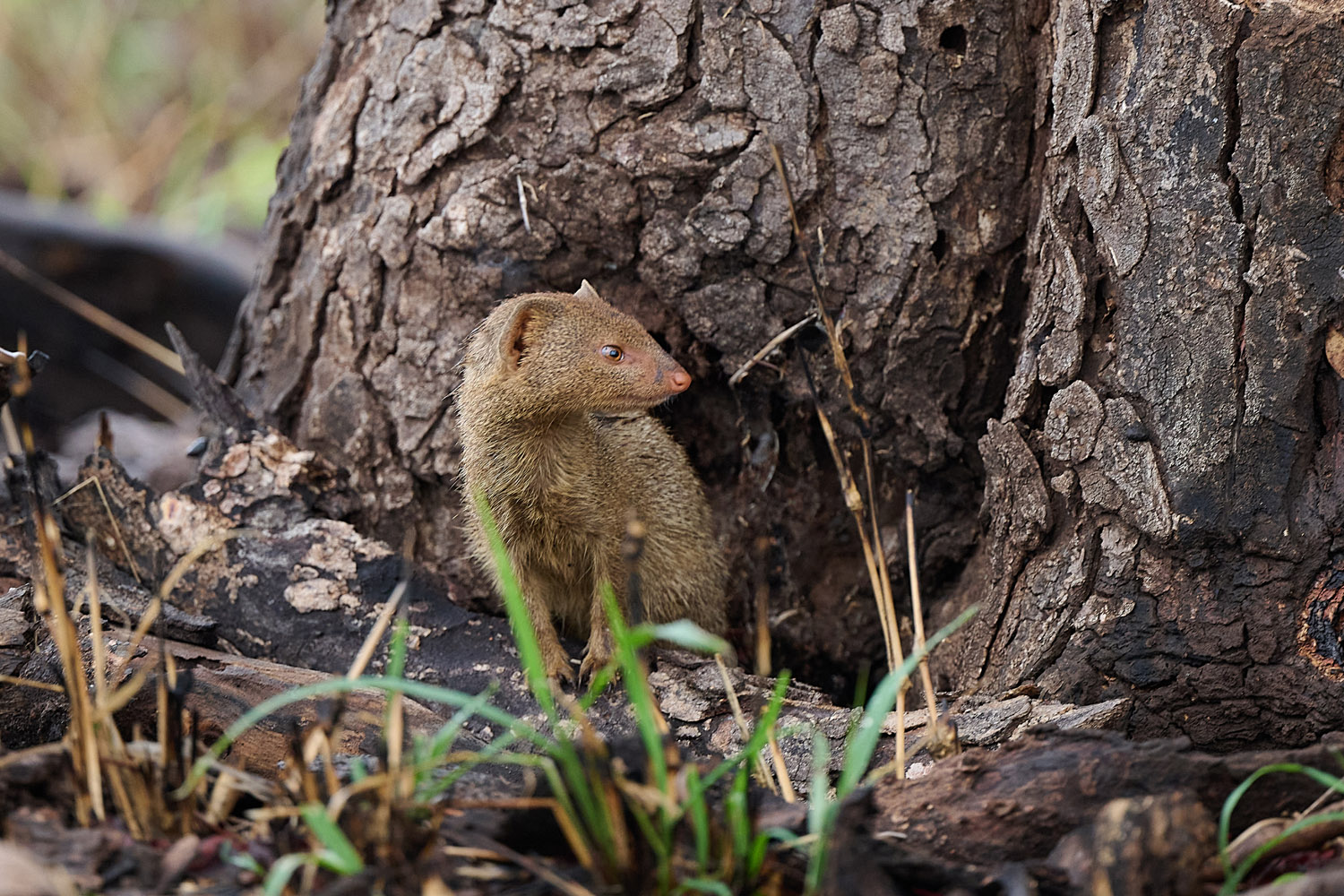 SCHLANKMANGUSTE - SLENDER MONGOOSE