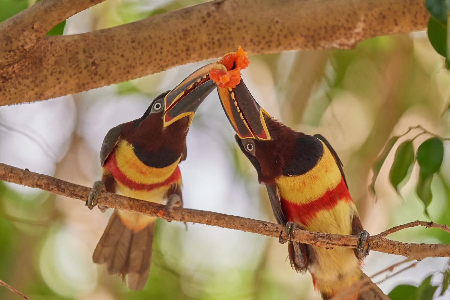 BRAUNOHRARASSARI – CHESTNUT-EARED ARAÇARI