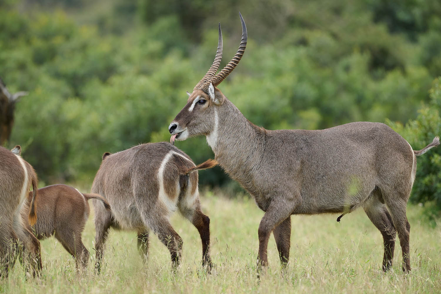 WASSERBOCK - WATERBUCK