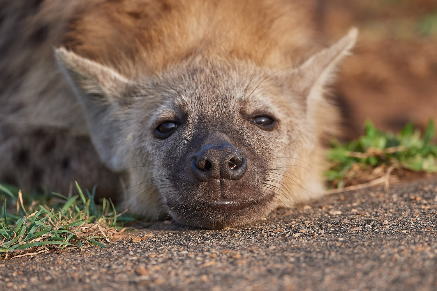 TÜPFELHYÄNE – SPOTTED HYENA