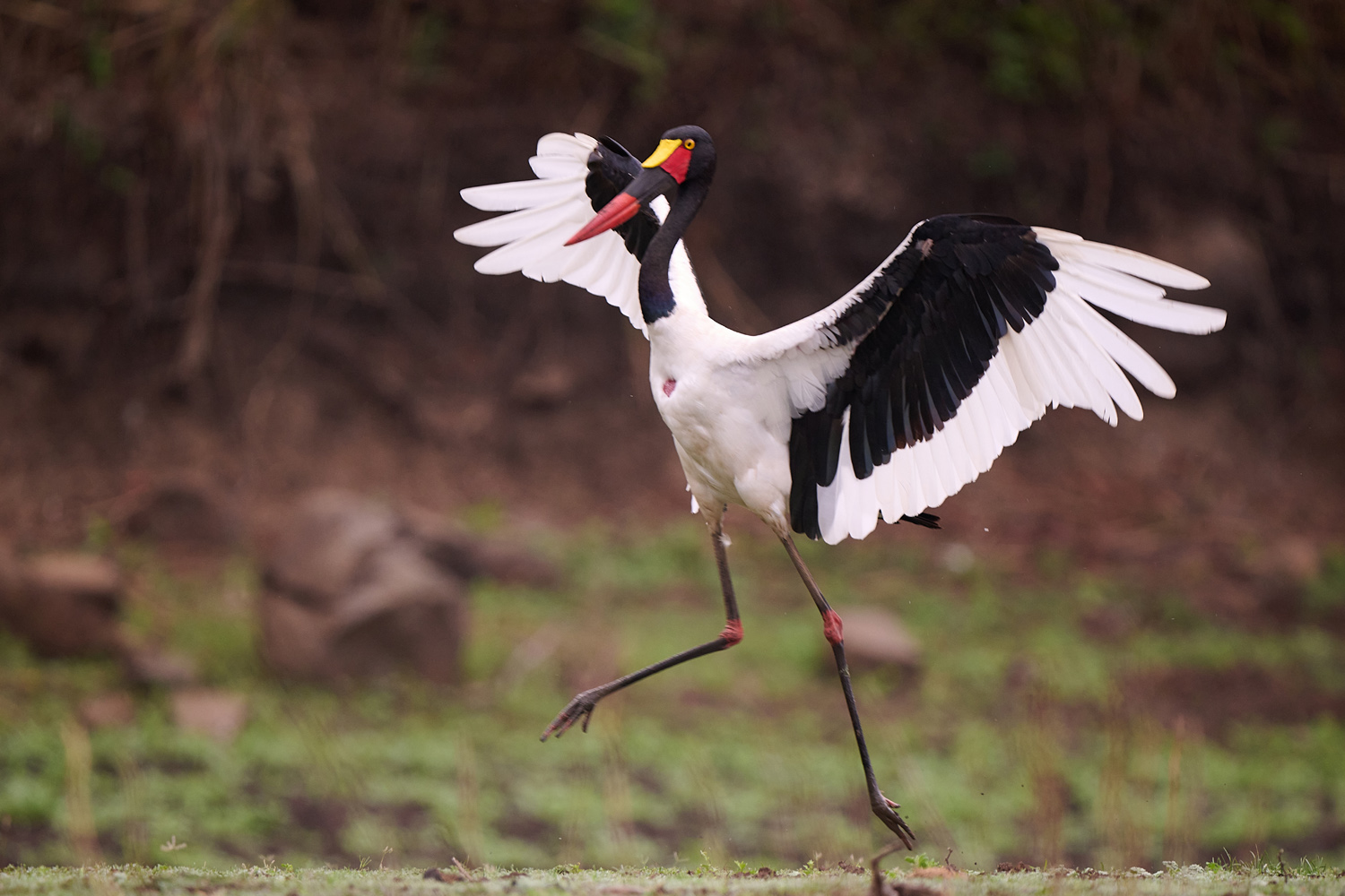 SATTELSTORCH - SADDLE-BILLED STORCK