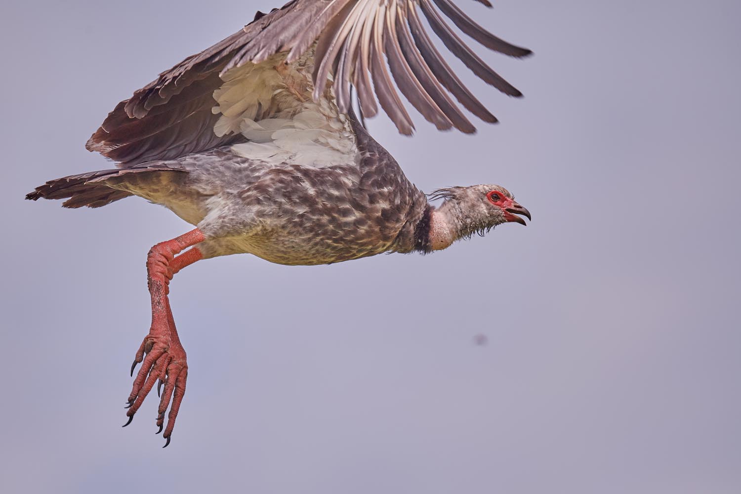 TSCHAJA – SOUTHERN SCREAMER