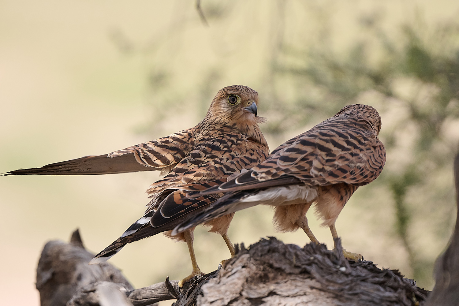 STEPPENFALKE – GREATER KESTREL