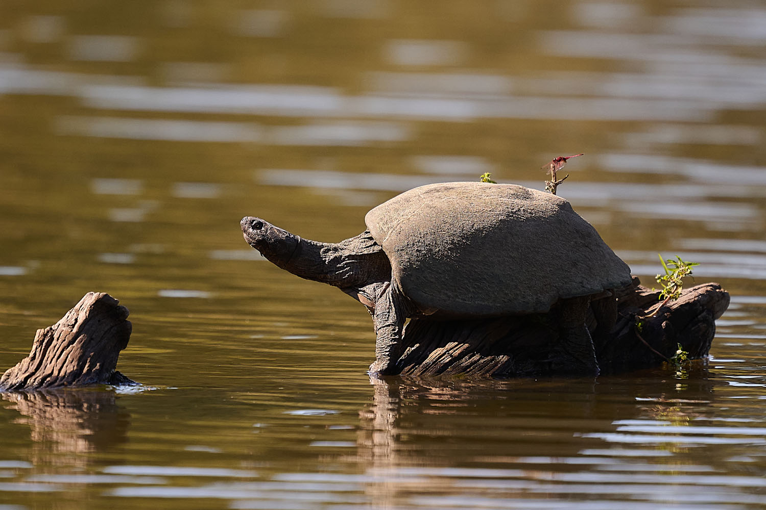 GEZÄHNELTE PELOMEDUSE - SERRATED HINGED TERRAPIN