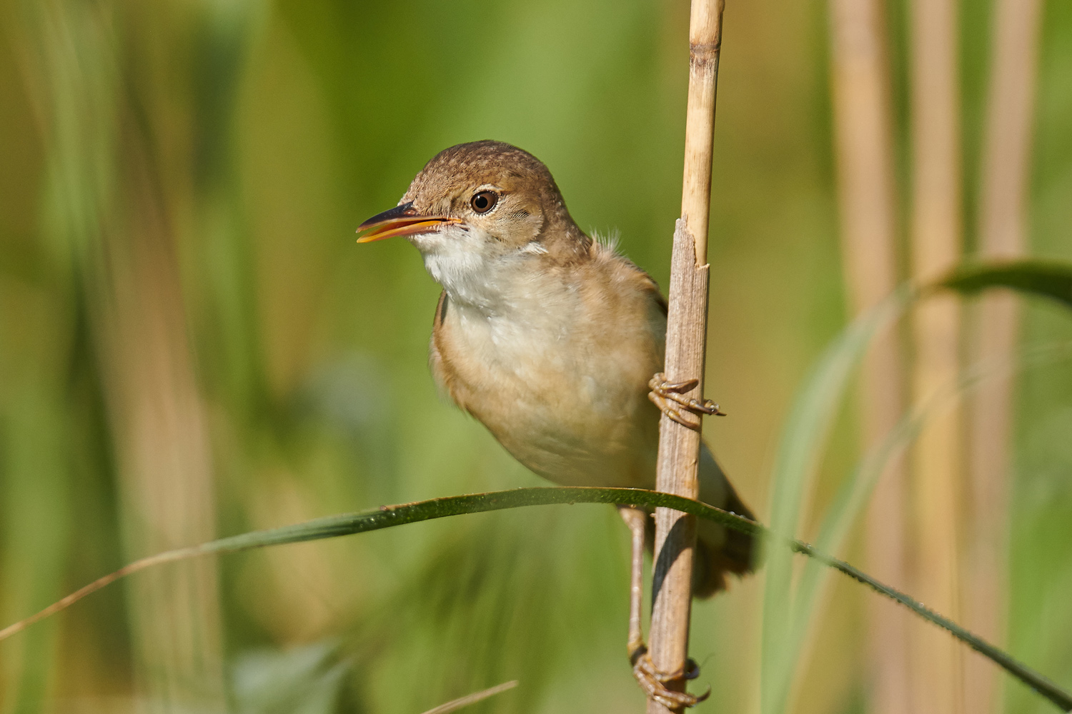 TEICHROHRSÄNGER - REED WARBLER