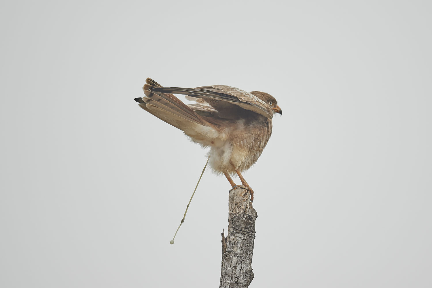 WEISSAUGENTEESA - WHITE-EYED BUZZARD