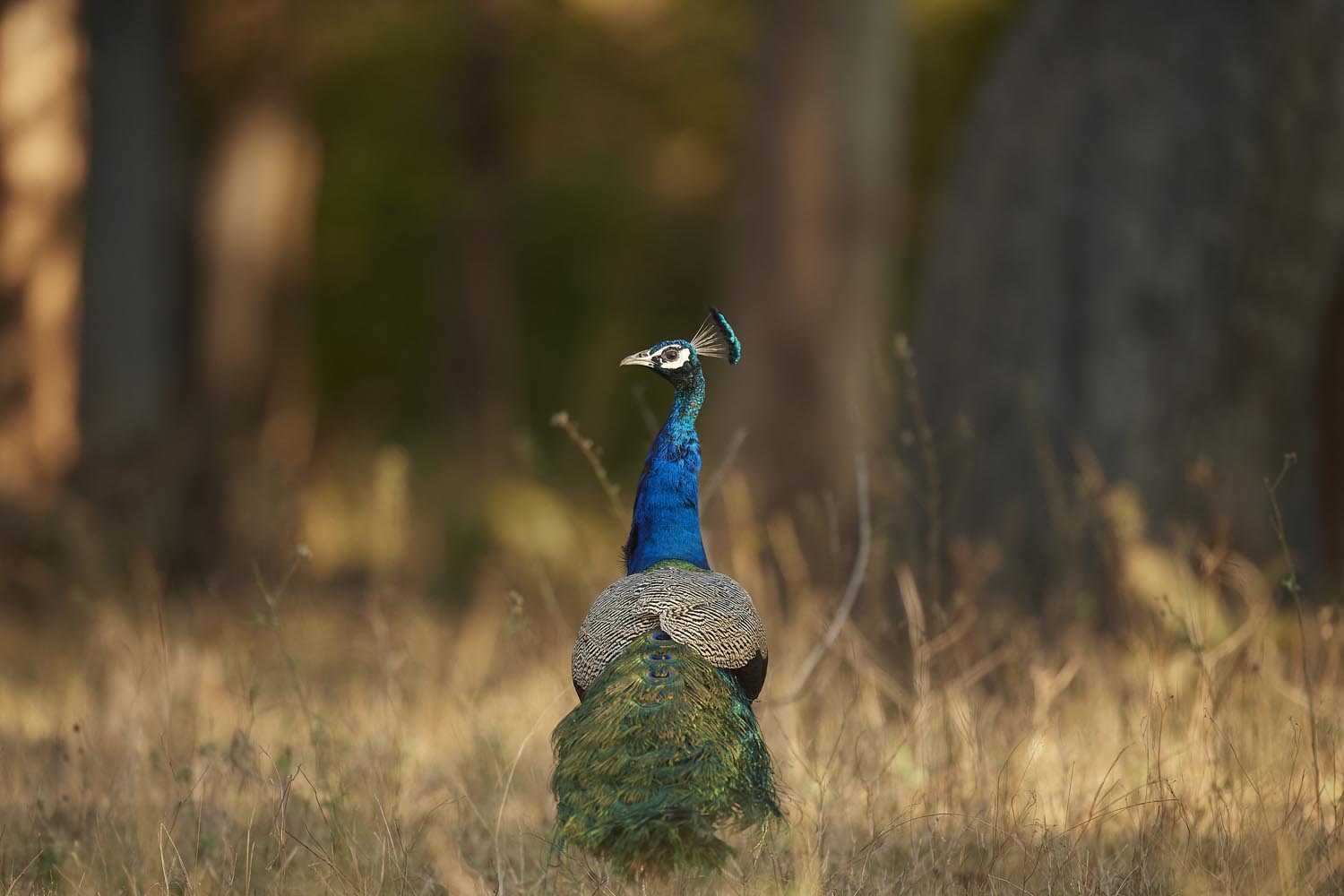 PFAU - PEACOCK